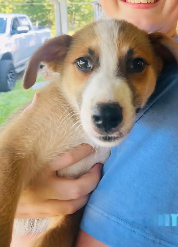 Hammy, Adoptable, Puppy Male Australian Shepherd & Labrador Retriever.