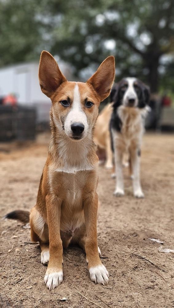 Enlarge Hammy, a Adoptable mixed breed in Nokomis, FL image 2/2