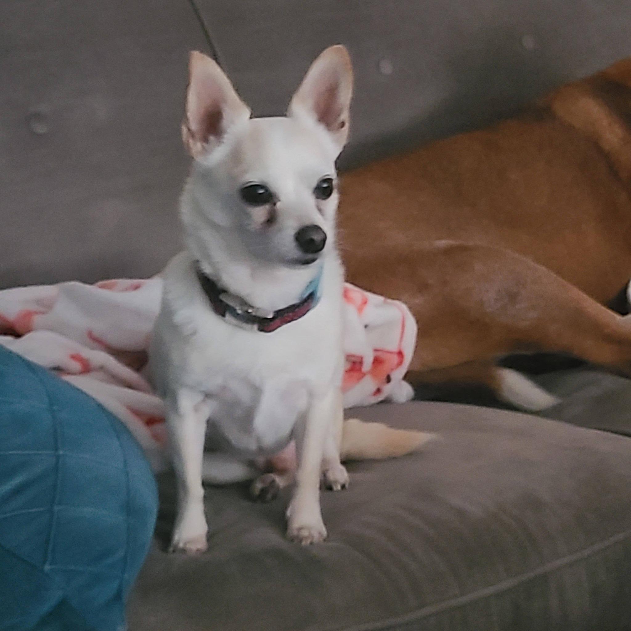 Poco, ADOPTABLE, Adult Male Chihuahua.