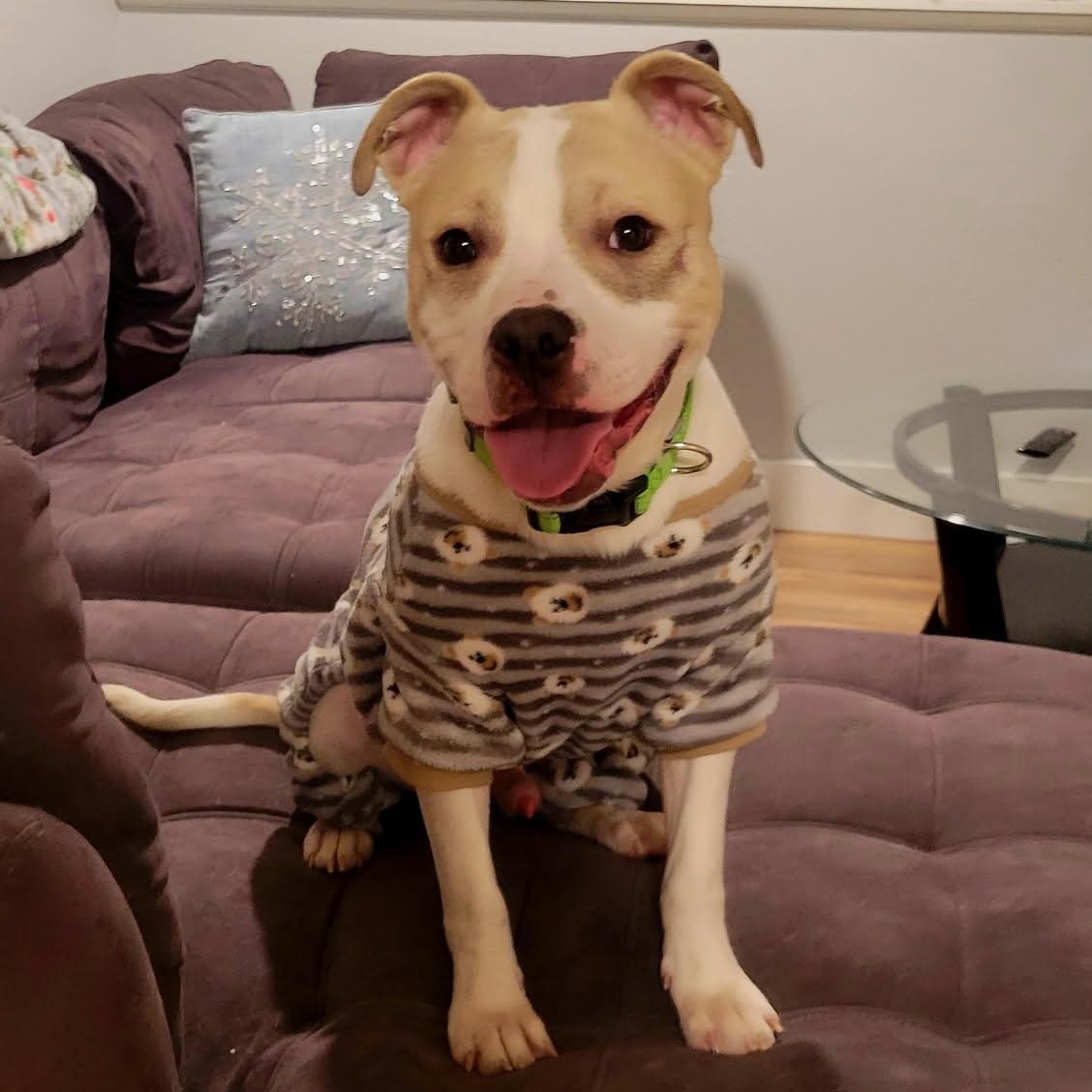 Enlarge Ralphie, a ADOPTABLE mixed breed in Oak Park, MI image 1/6