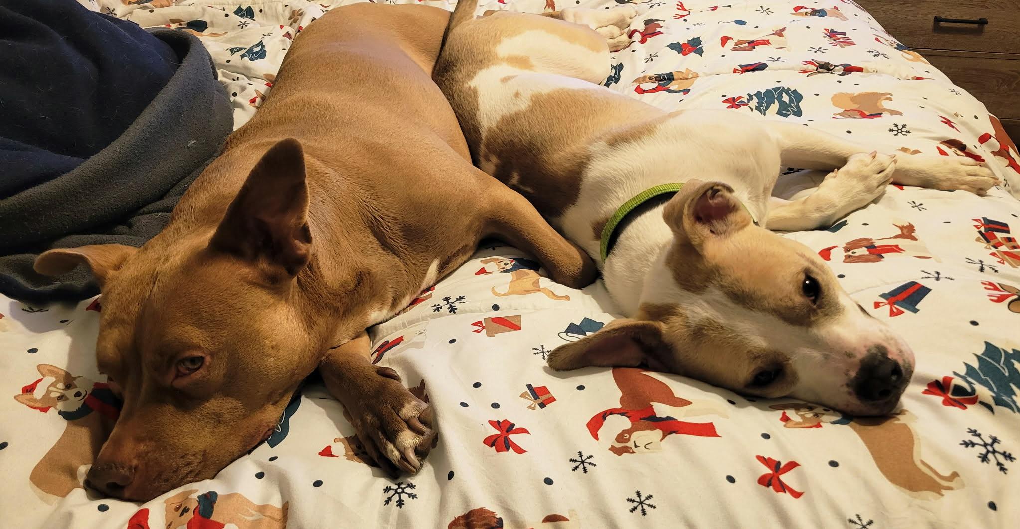 Enlarge Ralphie, a ADOPTABLE mixed breed in Oak Park, MI image 2/6