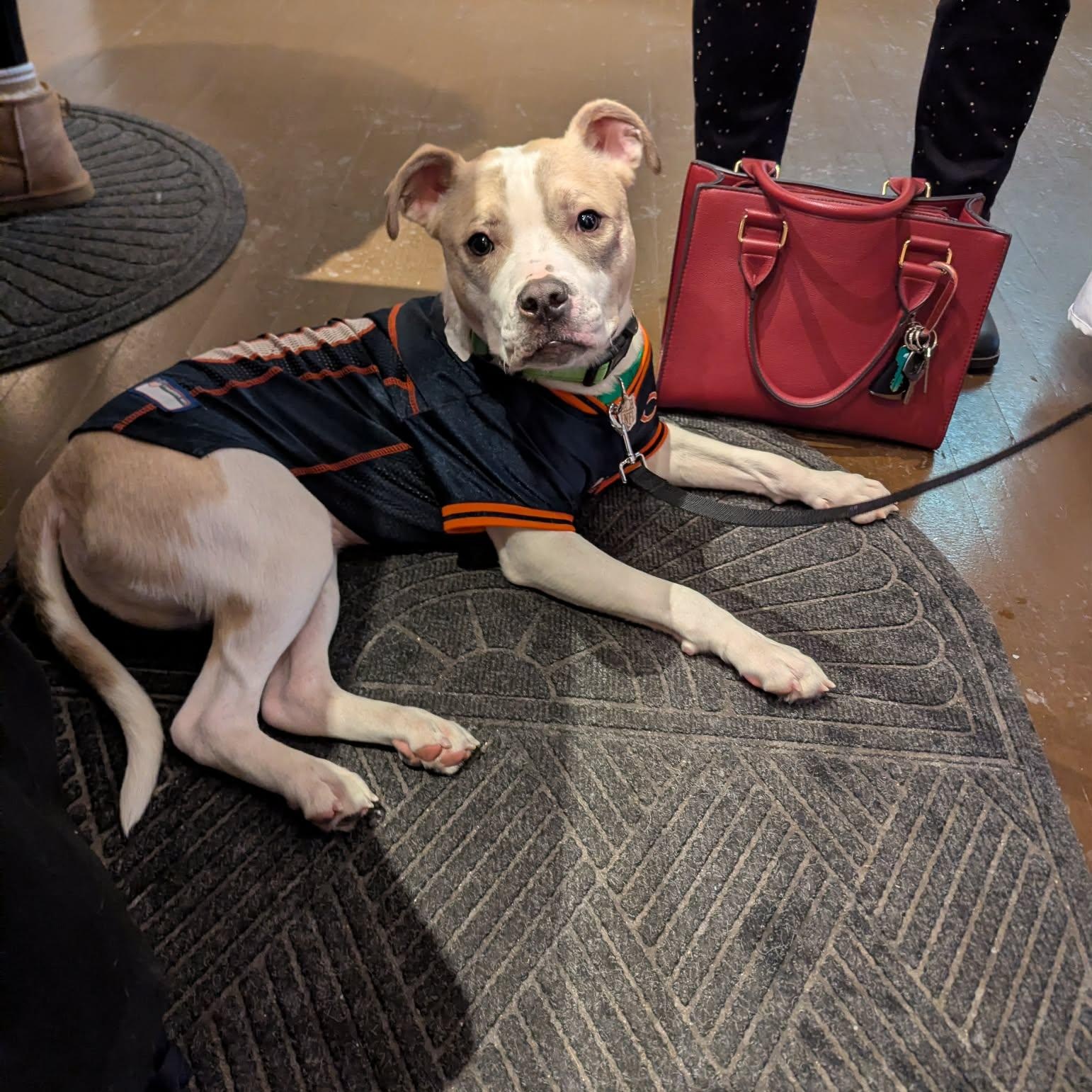 Enlarge Ralphie, a ADOPTABLE mixed breed in Oak Park, MI image 5/6