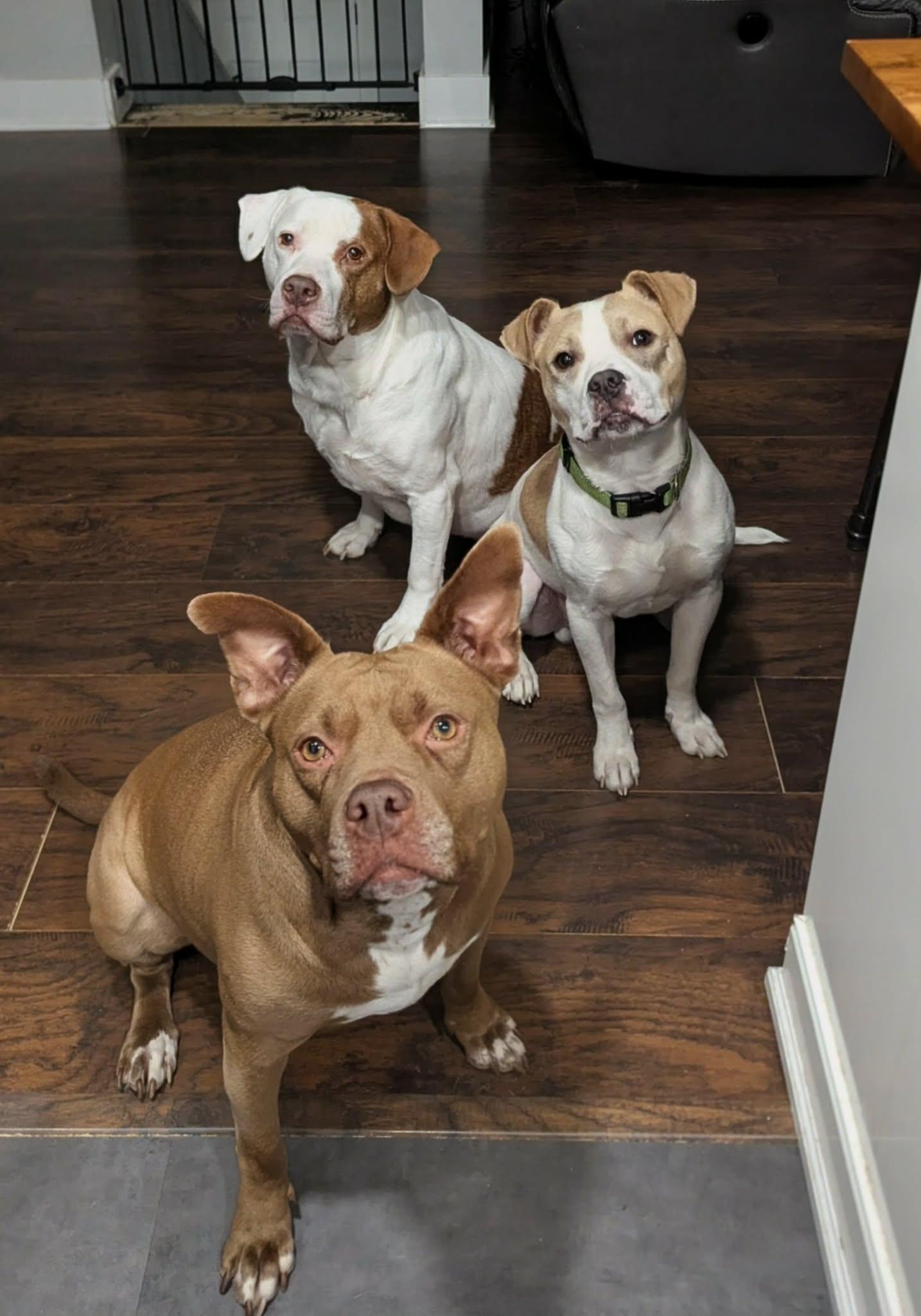 Enlarge Ralphie, a ADOPTABLE mixed breed in Oak Park, MI image 6/6