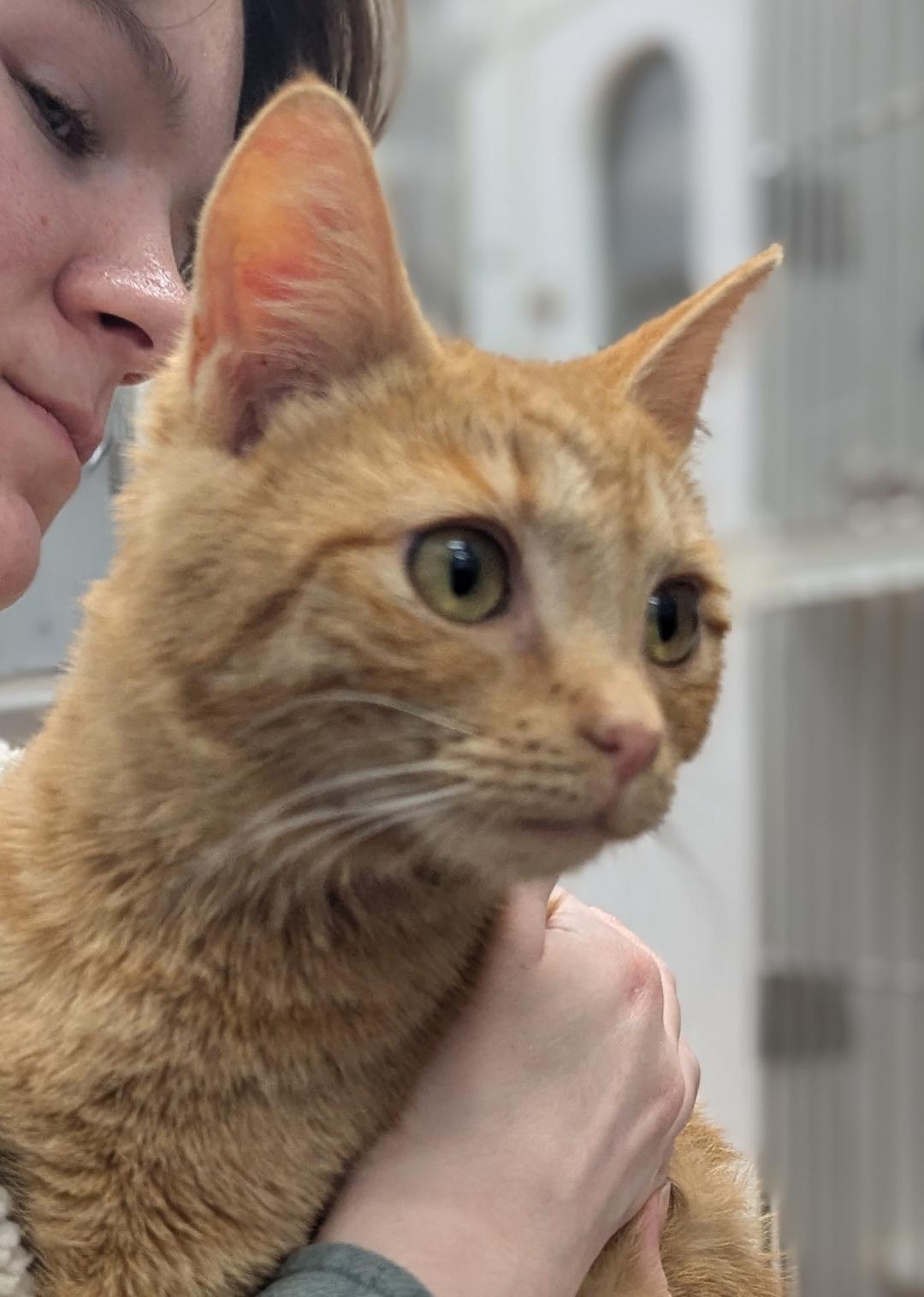 Shoshone, a ADOPTABLE Domestic Short Hair in Mount Vernon, OH image 2/2