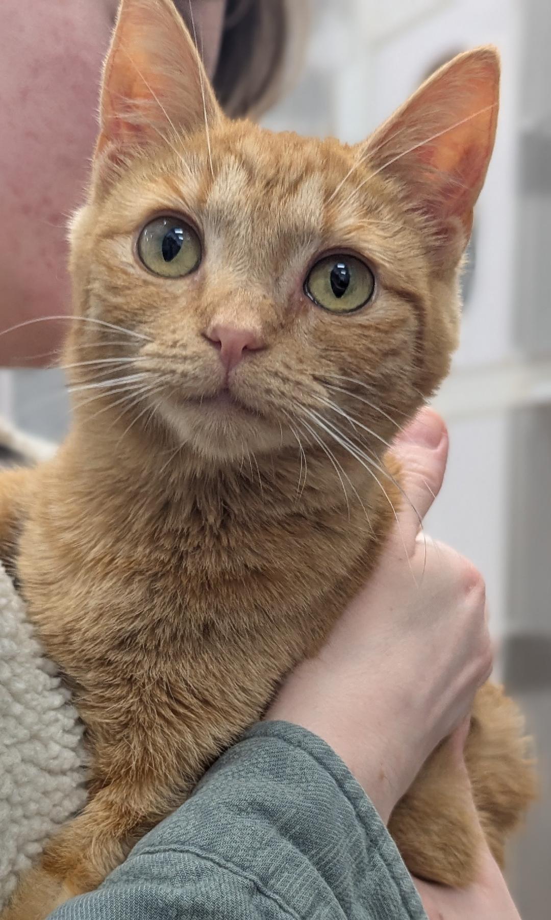 Shoshone, a ADOPTABLE Domestic Short Hair in Mount Vernon, OH image 1/2