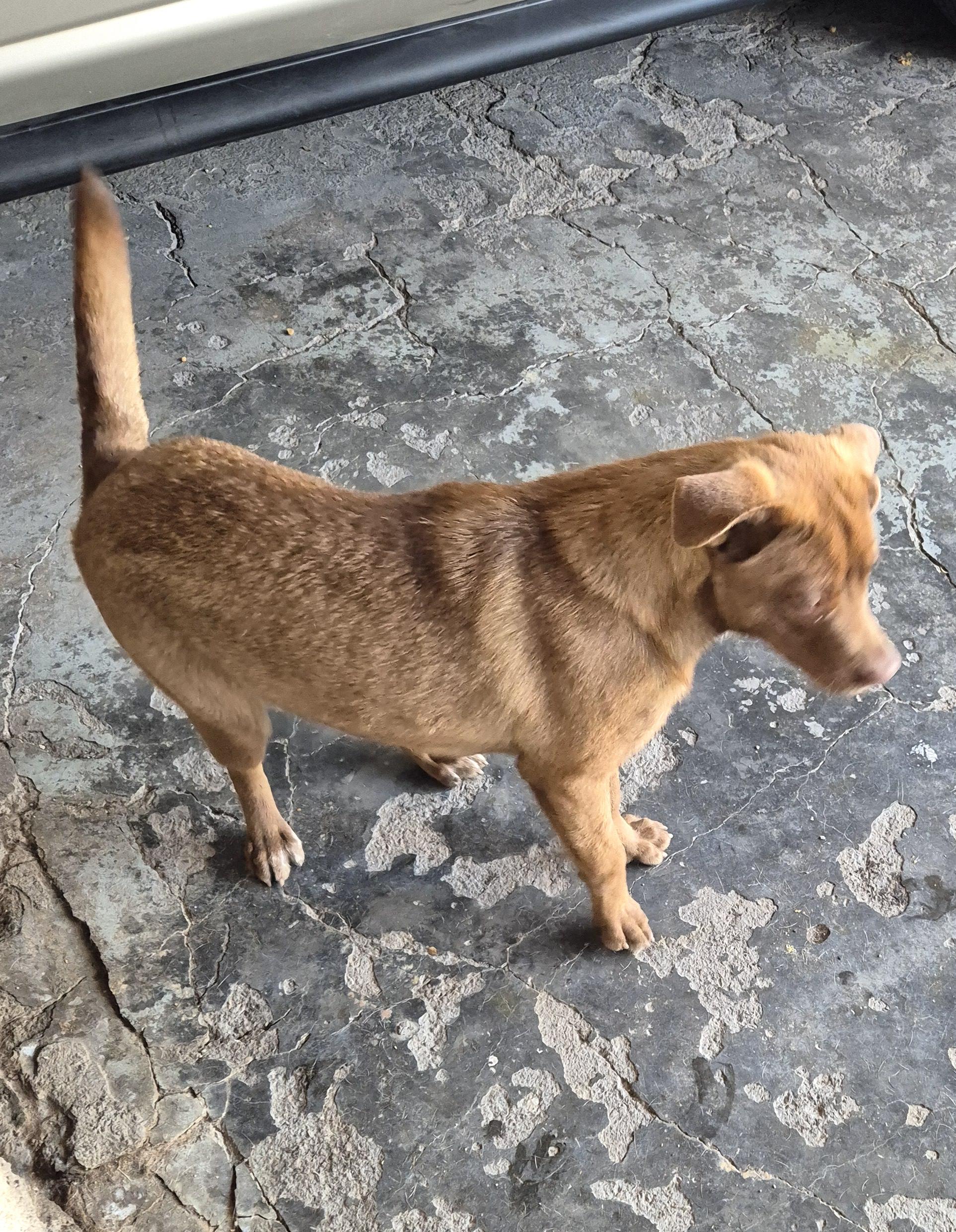 Malty — thumbnail 2