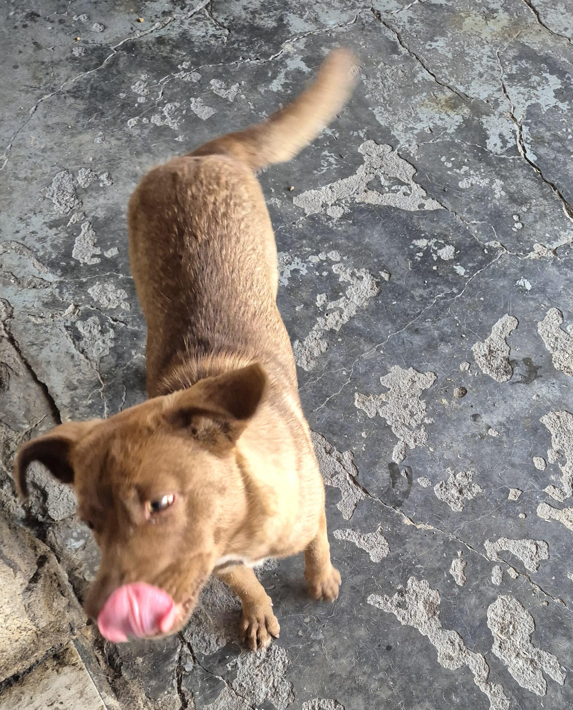 Malty — thumbnail 3