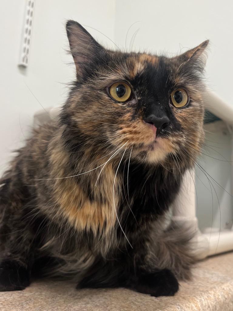 Enlarge Willa, a Adoptable mixed breed in Fall River, MA image 1/1