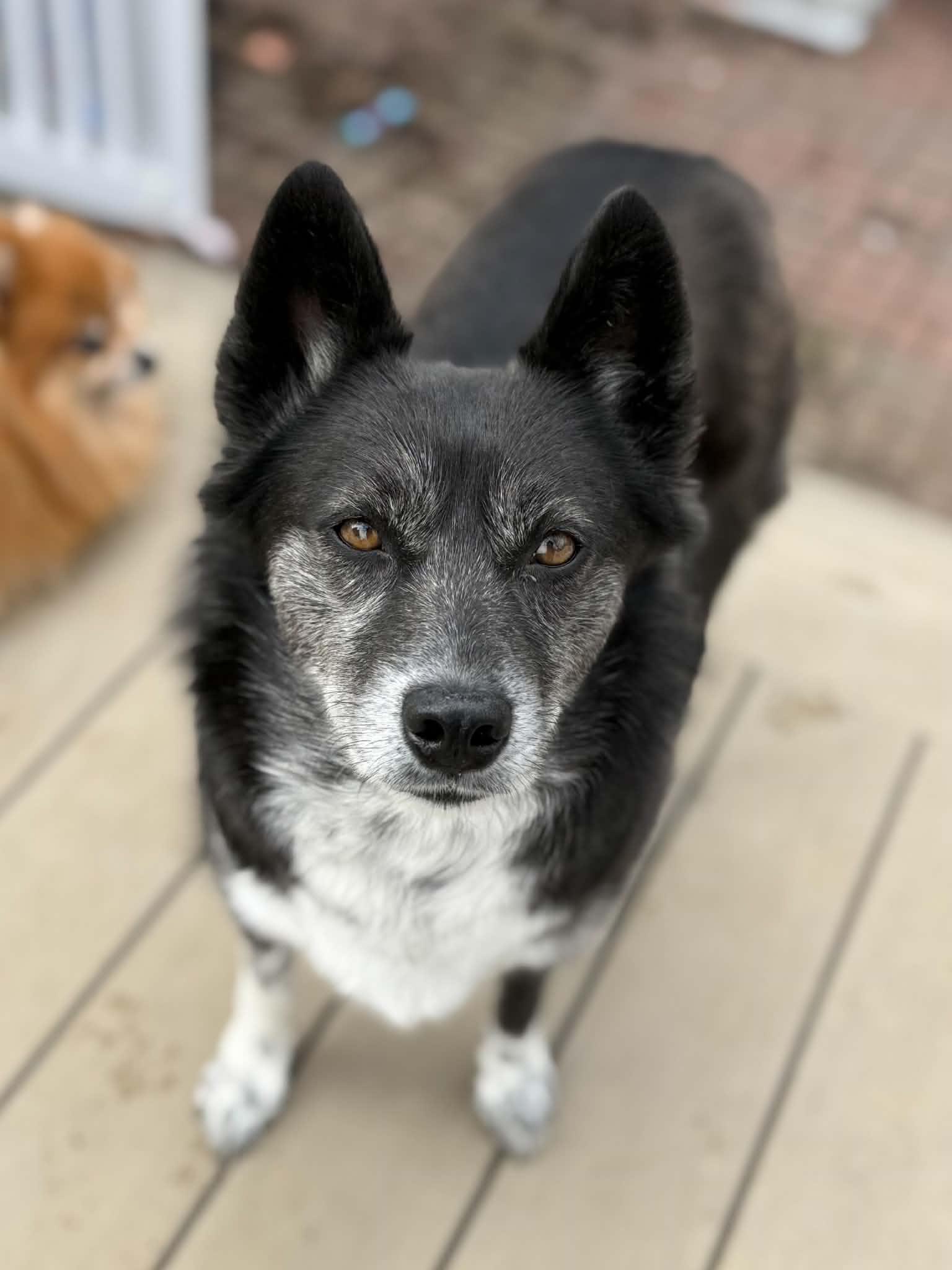 Enlarge Luna, a Adoptable mixed breed in Havertown, PA image 1/6