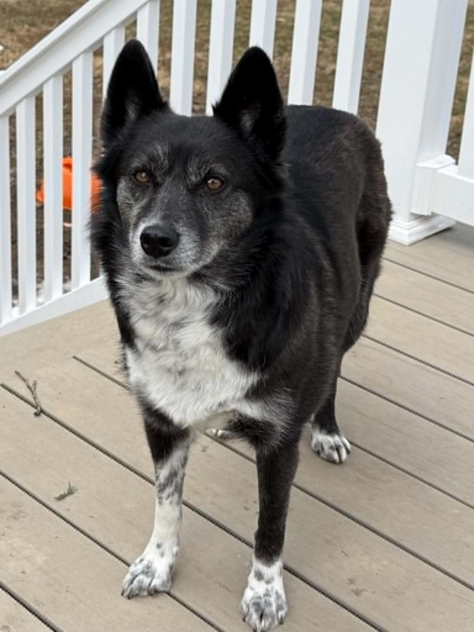 Enlarge Luna, a Adoptable mixed breed in Havertown, PA image 2/6