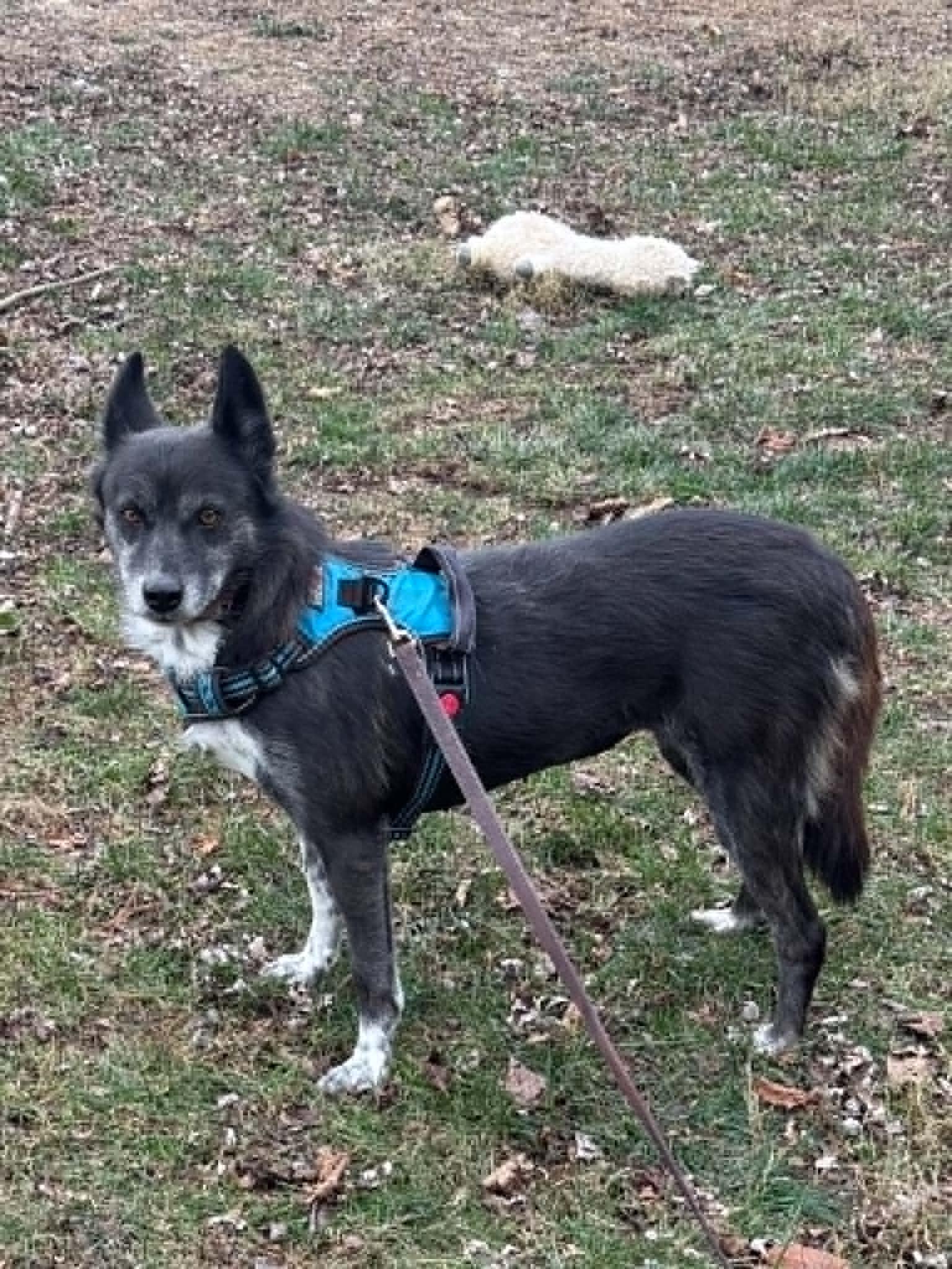 Enlarge Luna, a Adoptable mixed breed in Havertown, PA image 3/6