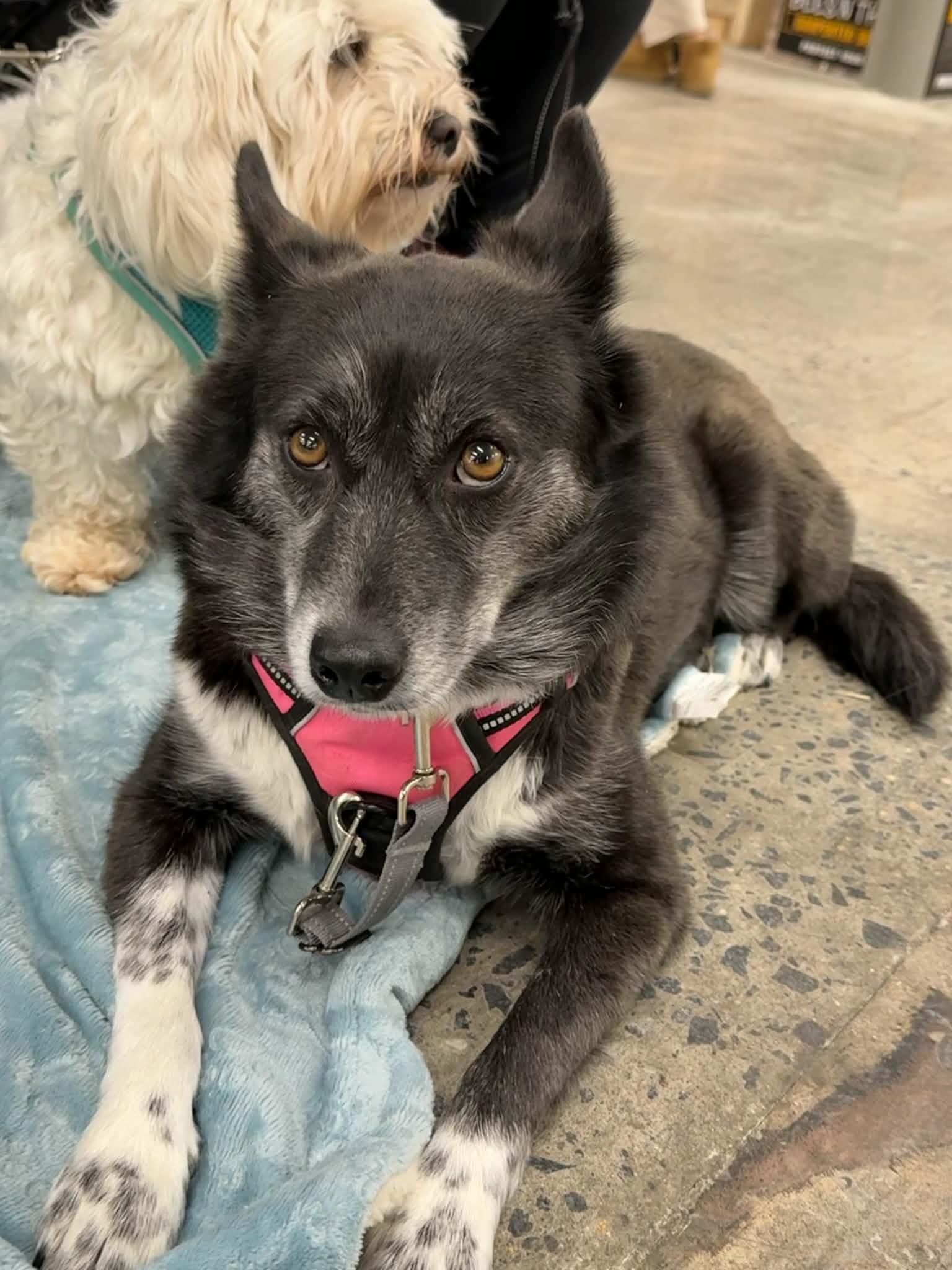 Enlarge Luna, a Adoptable mixed breed in Havertown, PA image 4/6