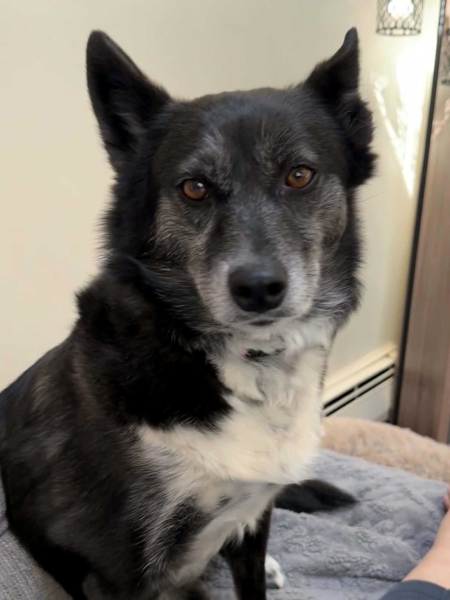 Enlarge Luna, a Adoptable mixed breed in Havertown, PA image 5/6