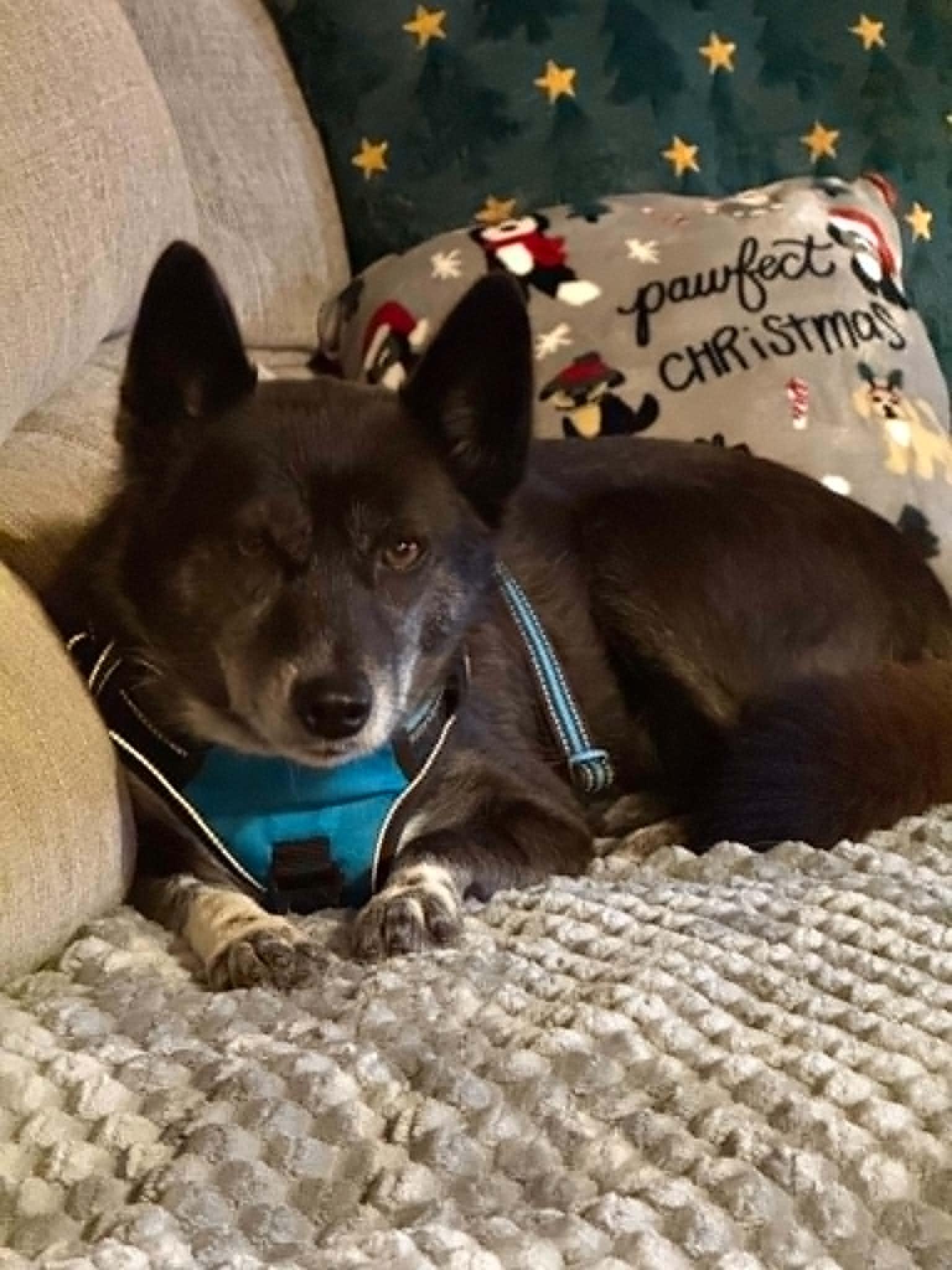 Enlarge Luna, a Adoptable mixed breed in Havertown, PA image 6/6