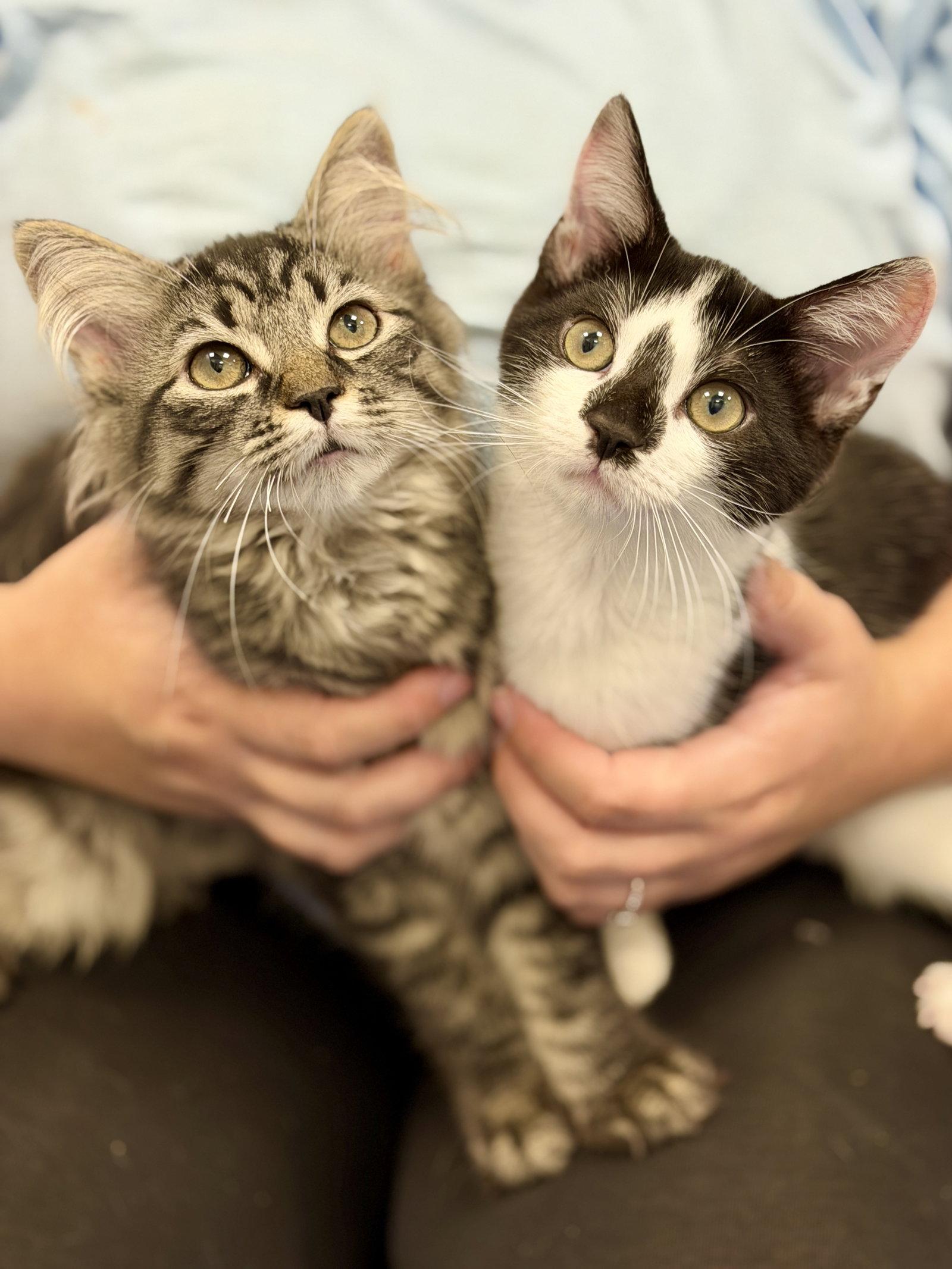 Nami, Adoptable, Kitten Female Domestic Short Hair.