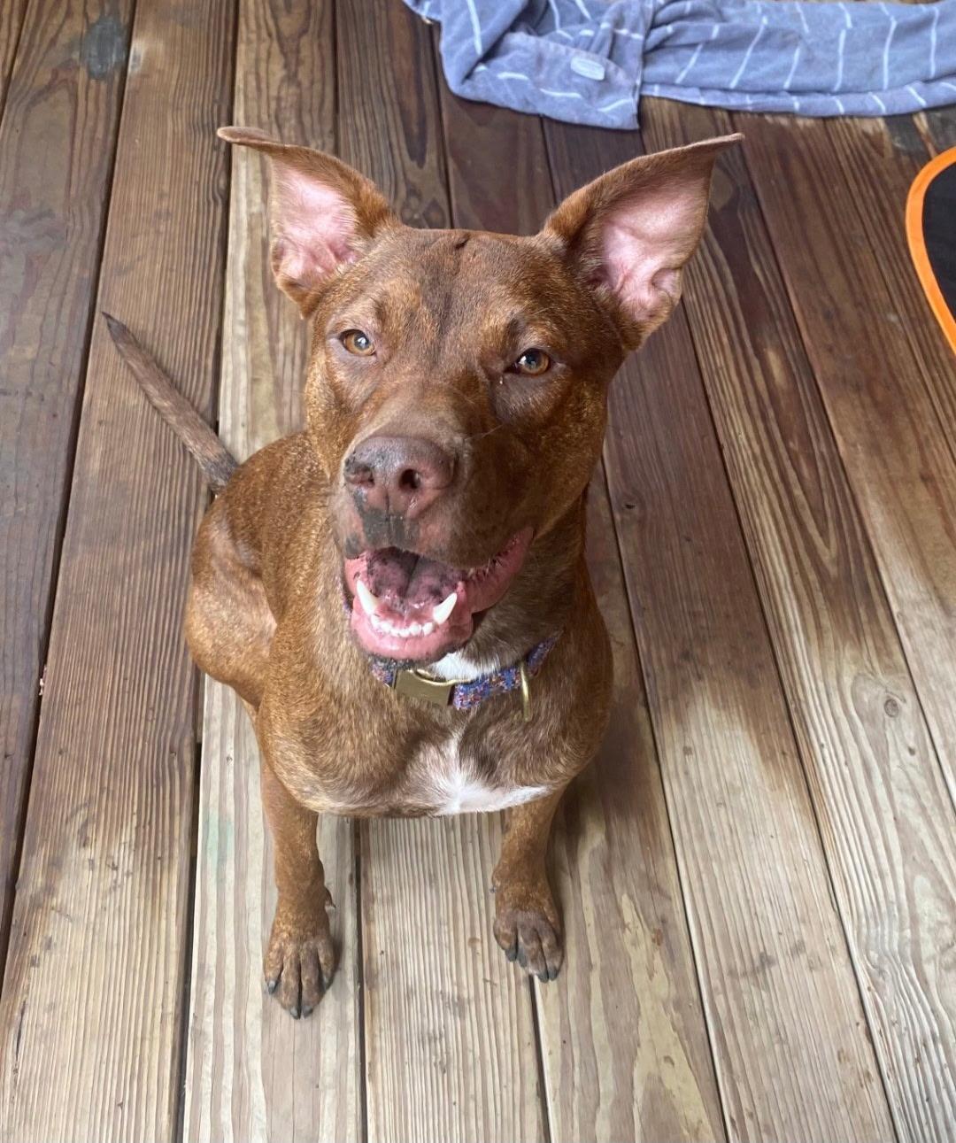 Soka, Adoptable, Adult Female Pit Bull Terrier.