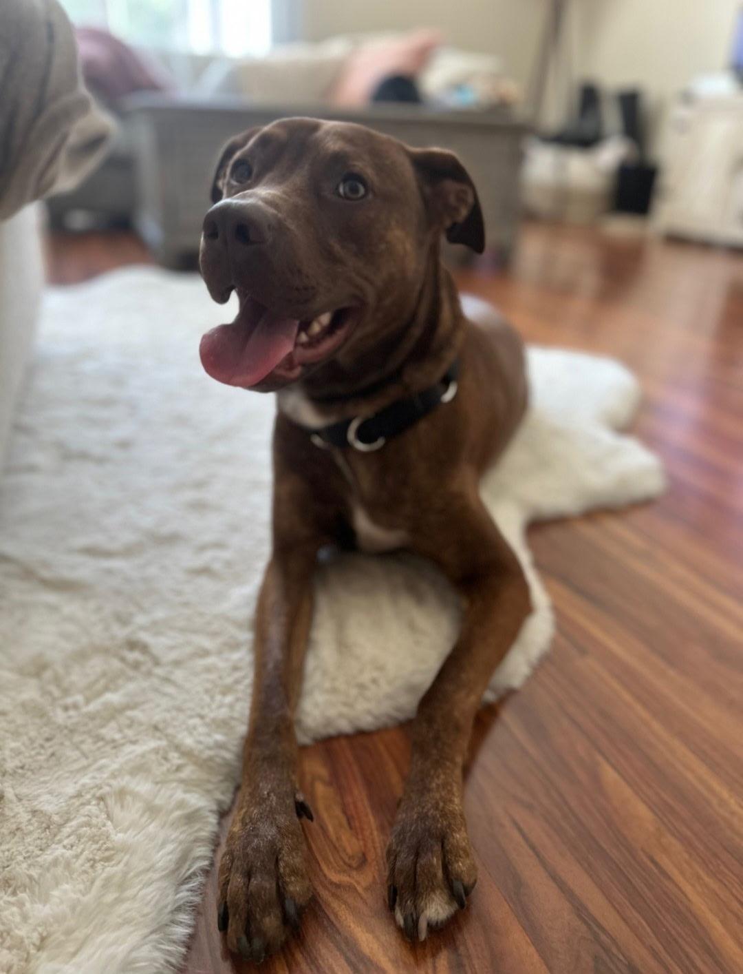 Enlarge Soka, a Adoptable mixed breed in Kansas City, MO image 2/3