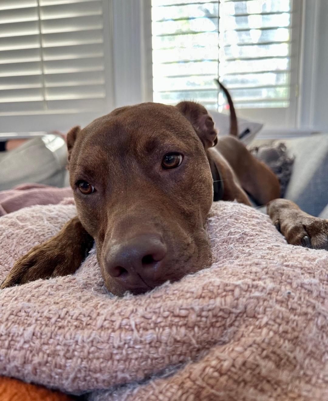 Enlarge Soka, a Adoptable mixed breed in Kansas City, MO image 3/3