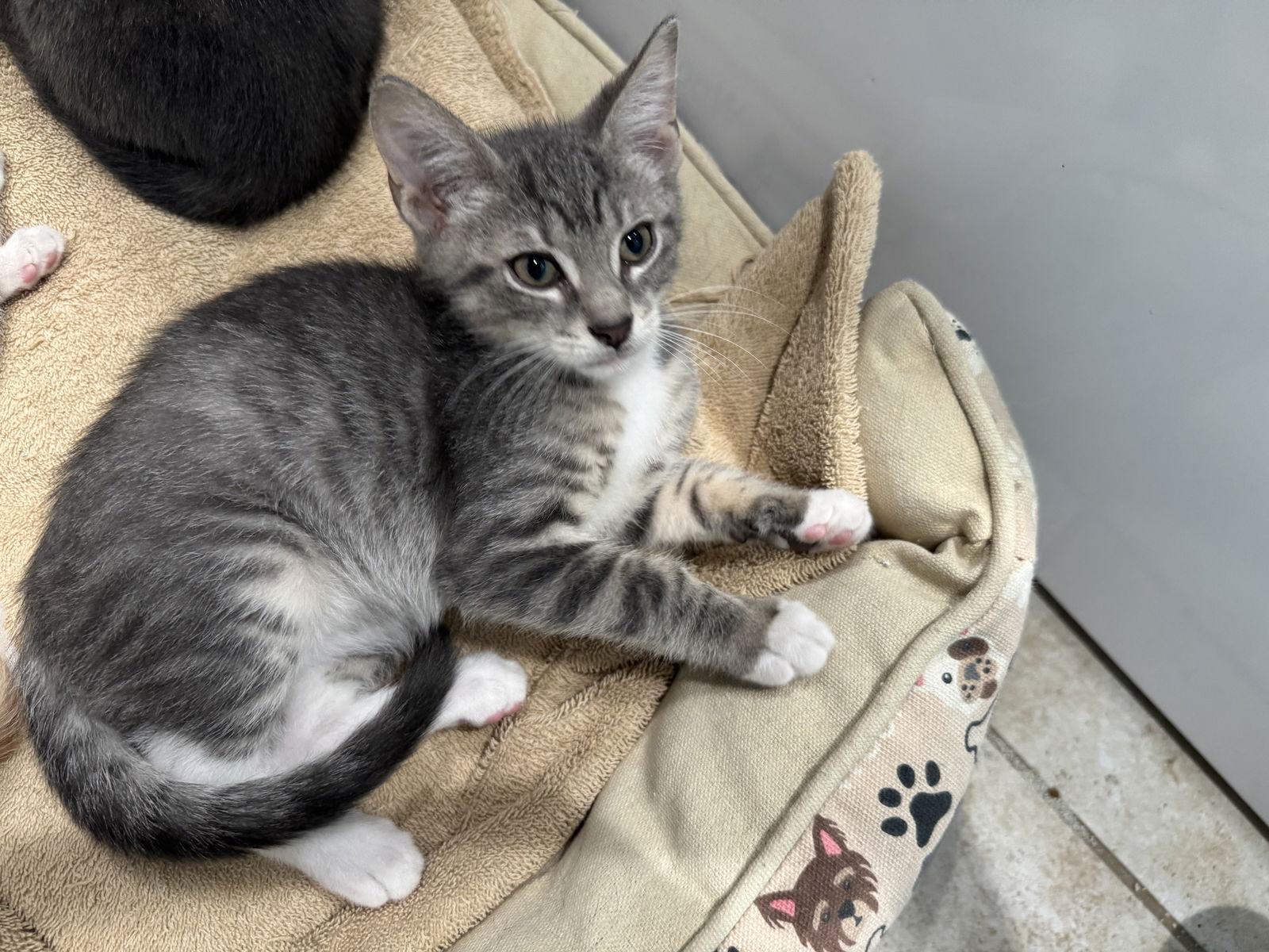 Enlarge Georgie, a Adopted Domestic Short Hair in Newtown Square, PA image 2/3