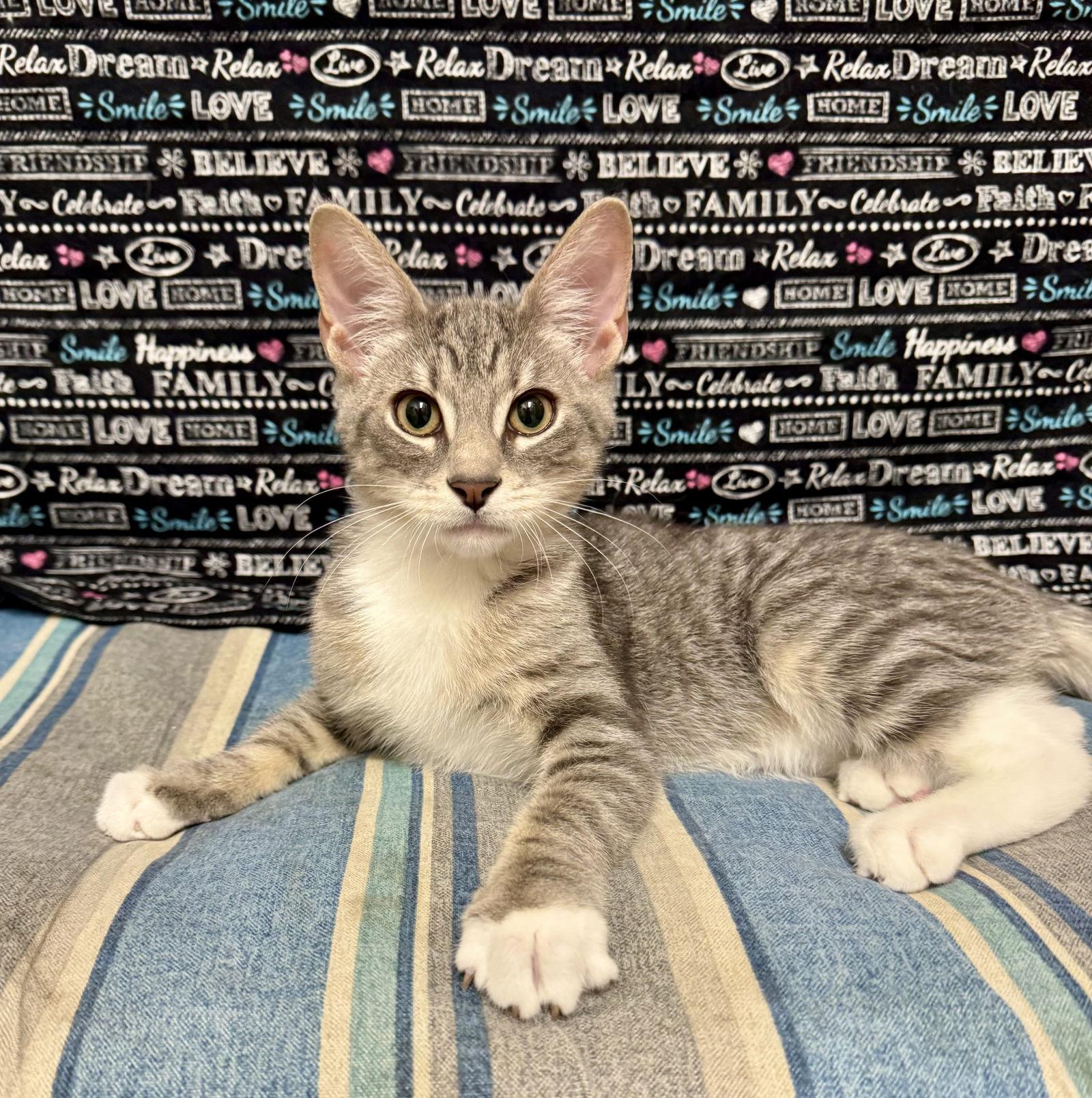 Enlarge Georgie, a Adopted Domestic Short Hair in Newtown Square, PA image 3/3