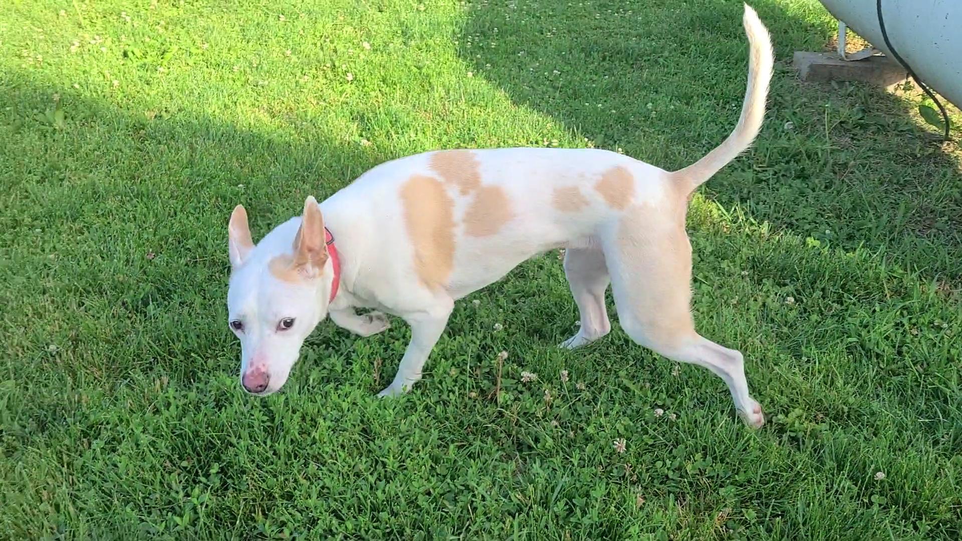 Enlarge Maizy, a ADOPTABLE mixed breed in Elizabeth, IL image 1/1