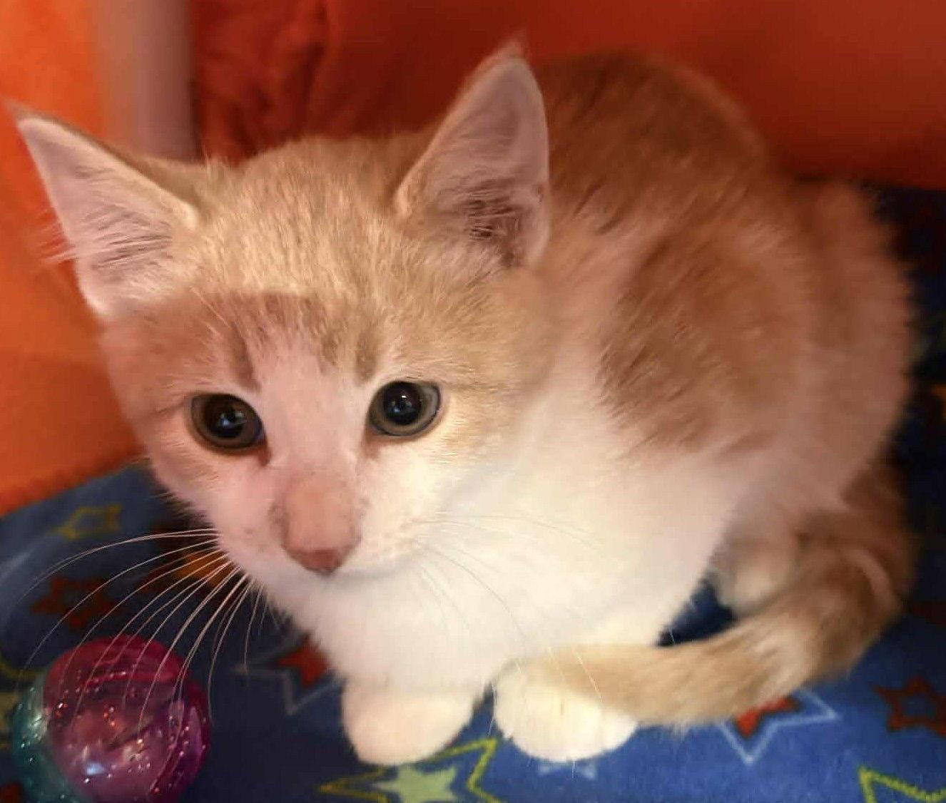 Simon, Adopted, Young Male Domestic Short Hair.