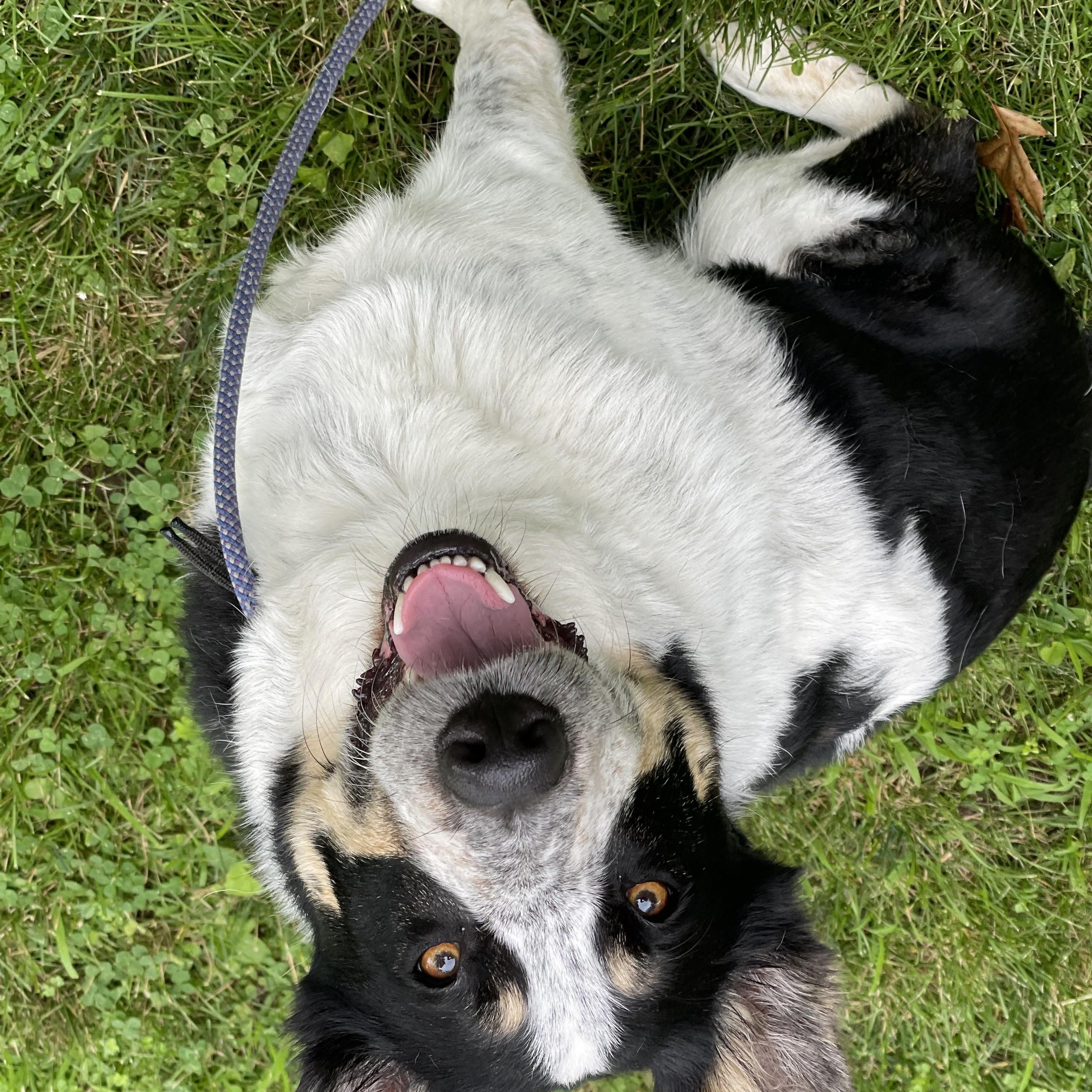 Zappa, a ADOPTABLE mixed breed in Salem, MA image 2/4