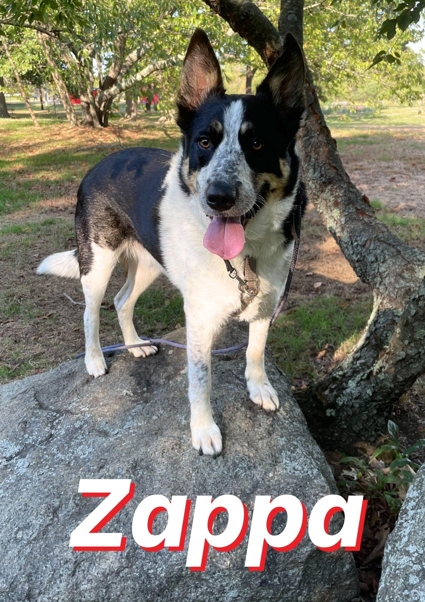 Zappa, a ADOPTABLE mixed breed in Salem, MA image 1/4