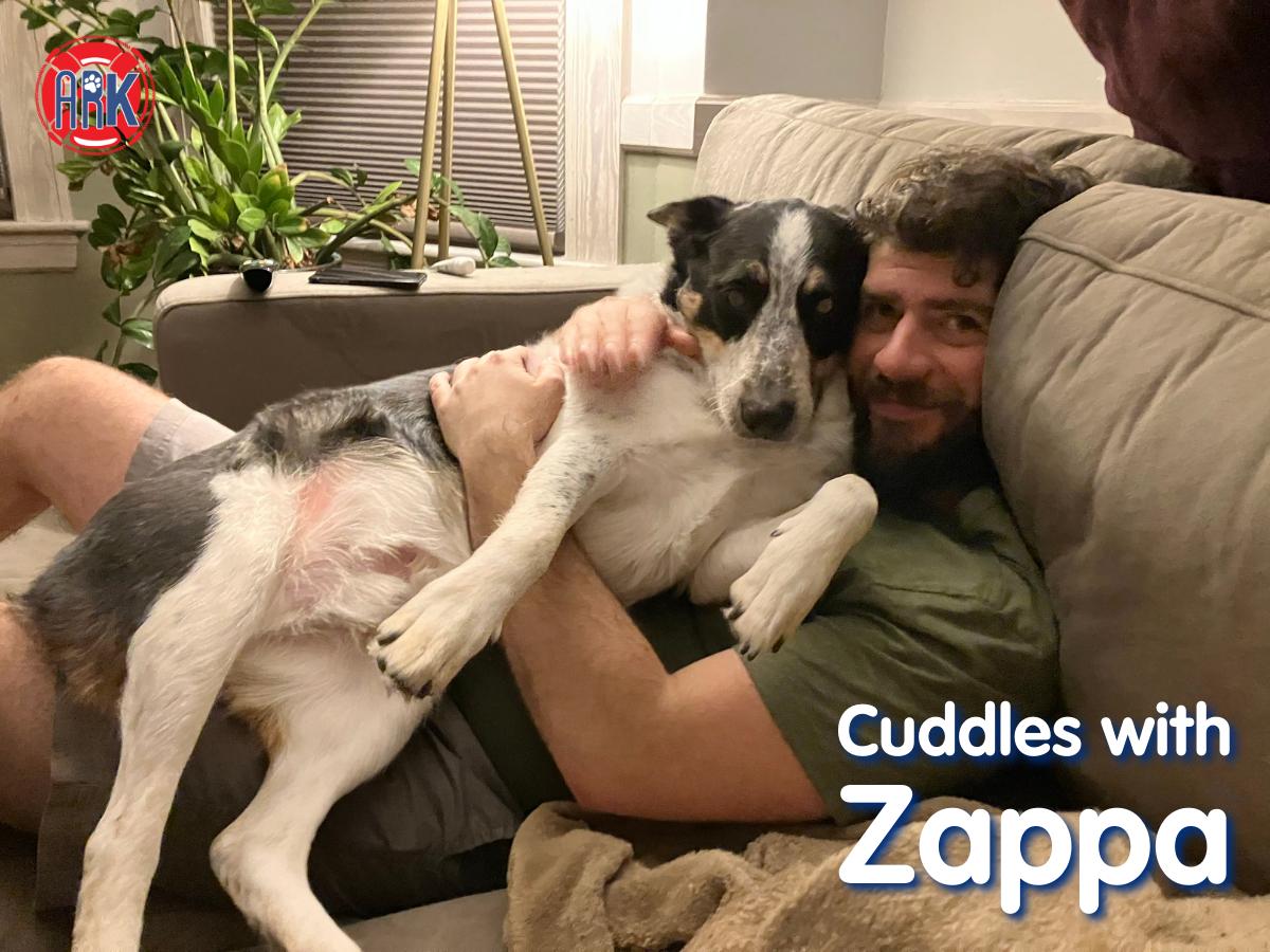 Zappa, a ADOPTABLE mixed breed in Salem, MA image 3/4