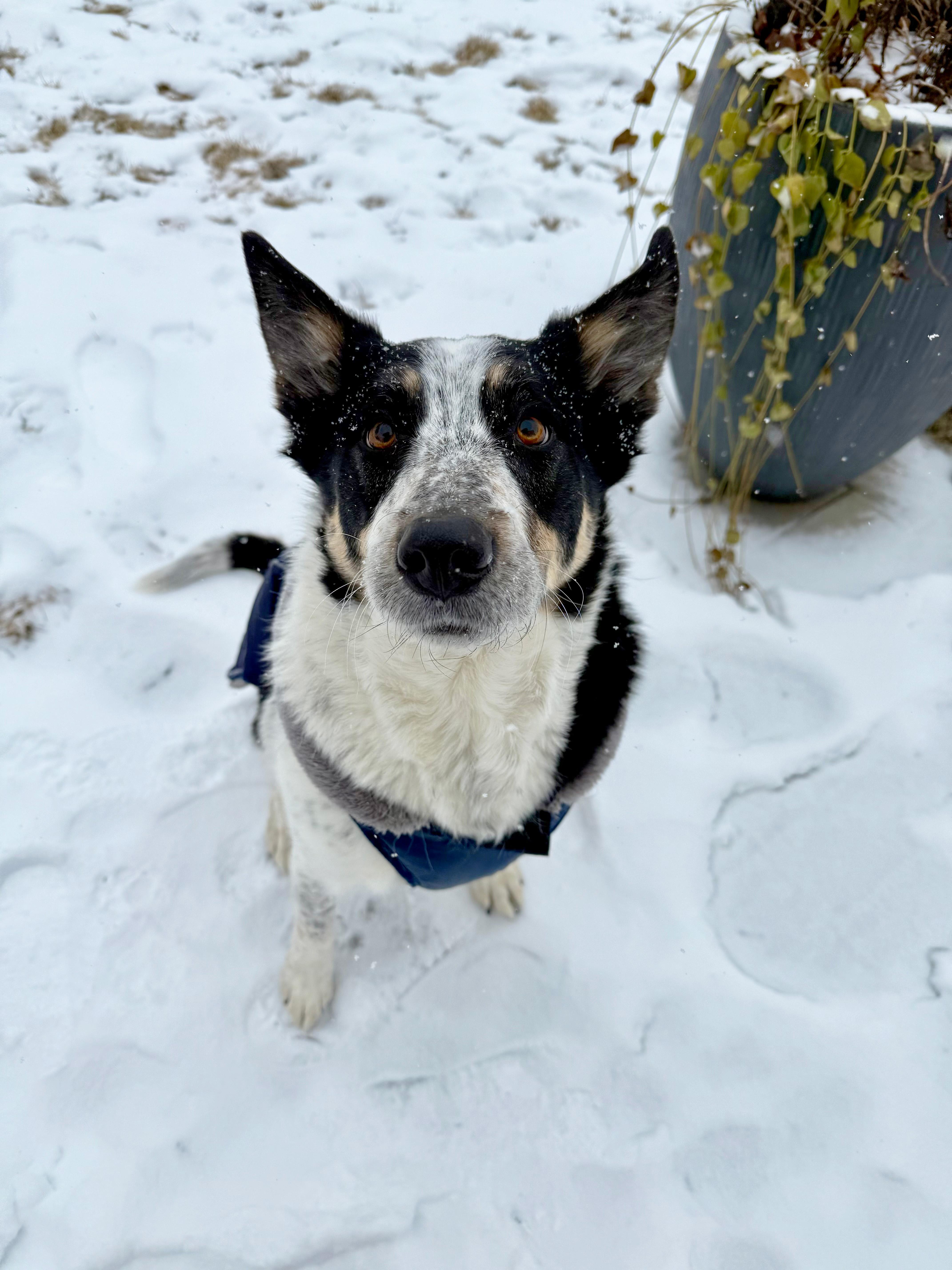 Zappa, a ADOPTABLE mixed breed in Salem, MA image 4/4