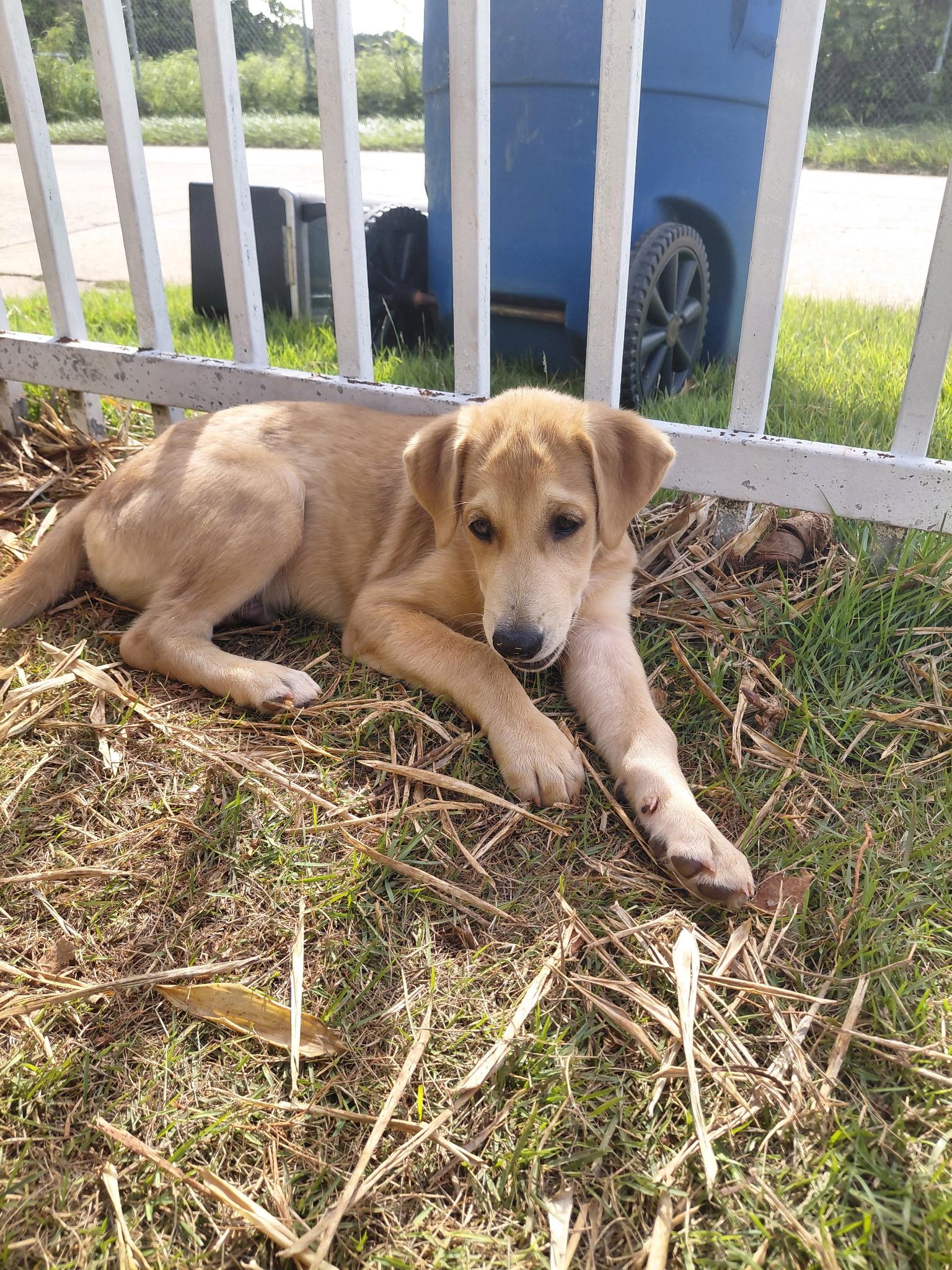 Enlarge Wobbles, a Adopted mixed breed in Annapolis, MD image 3/6
