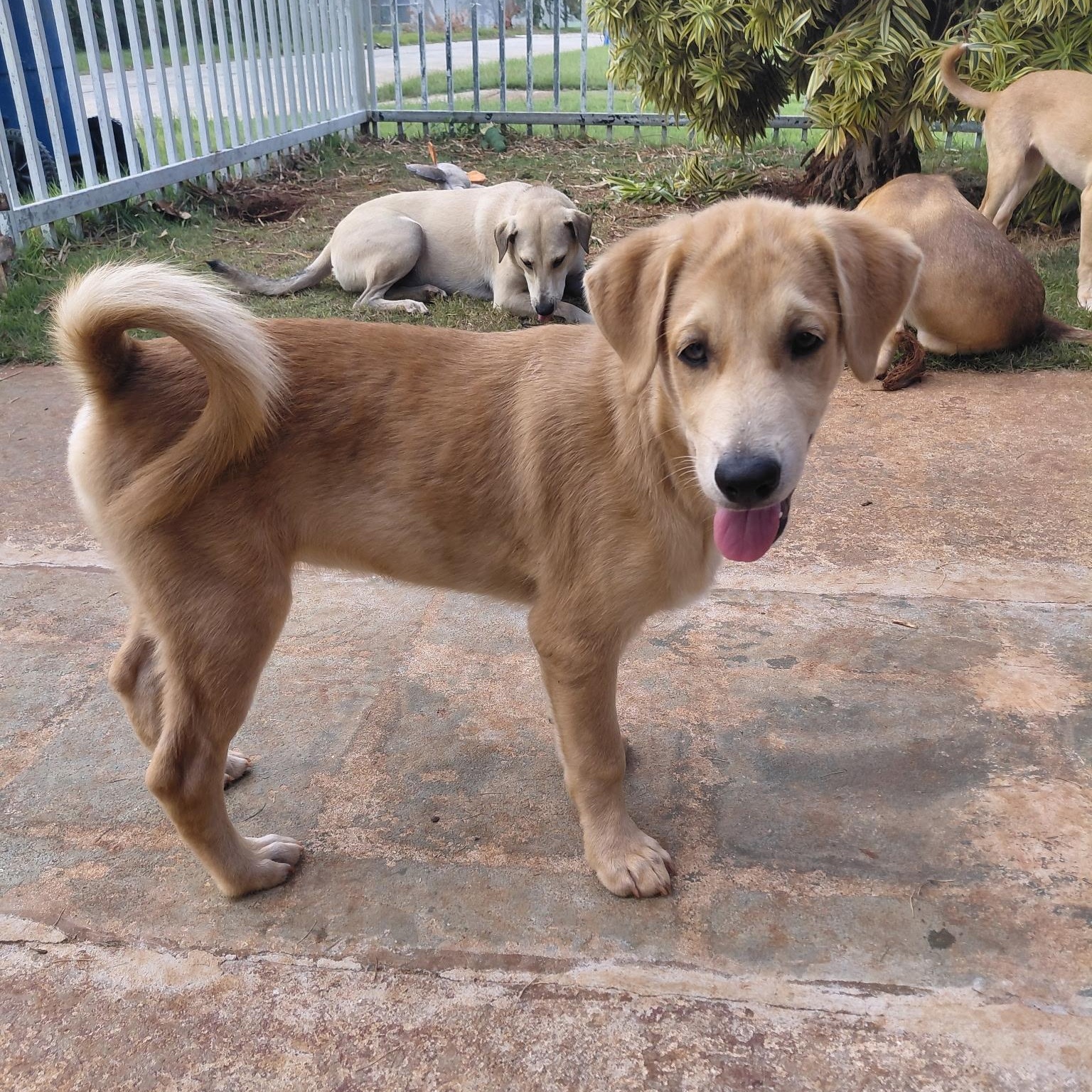 Enlarge Wobbles, a Adopted mixed breed in Annapolis, MD image 2/6