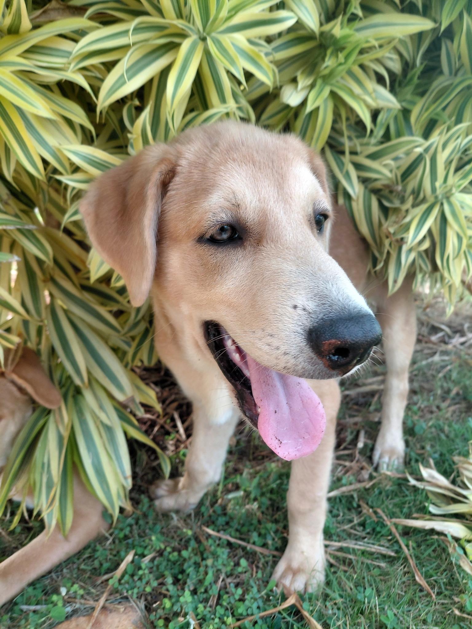 Wobbles, Adopted, Puppy Male Labrador Retriever & Husky.