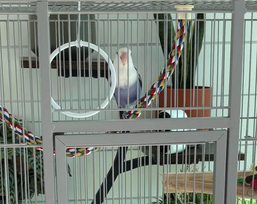 Chip, Adoptable, Young Unknown Lovebird.