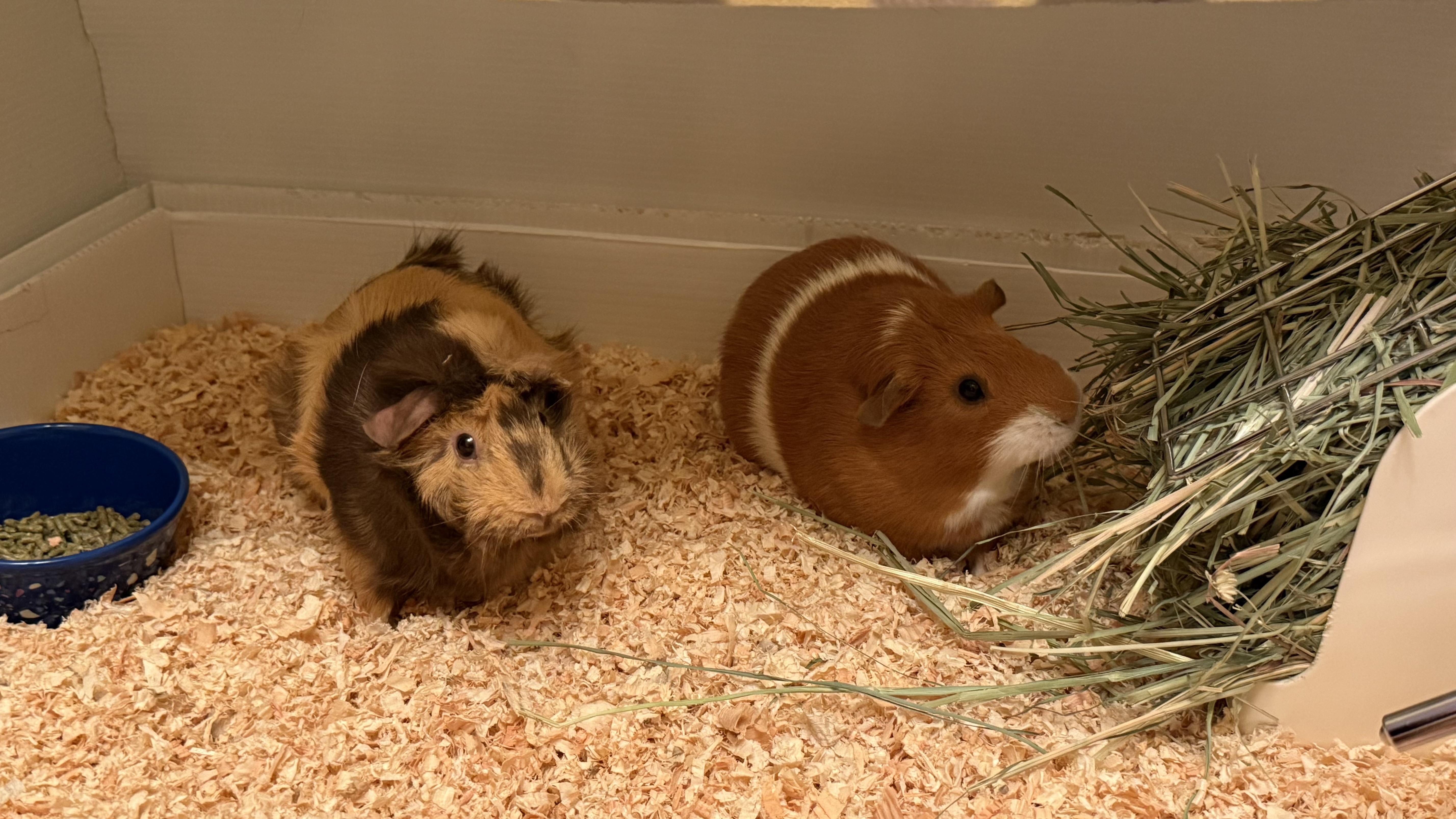 Gwen and Gabby, adopted, Adult Female Abyssinian.