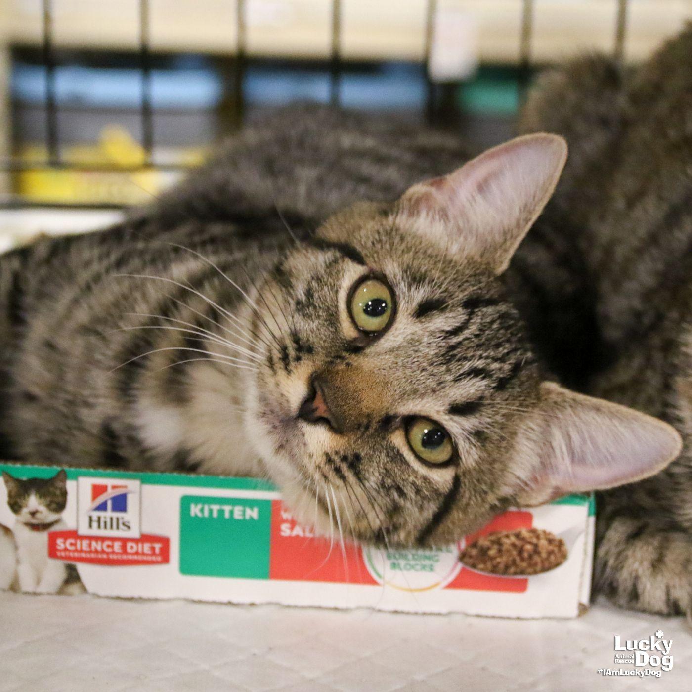 Enlarge Due West, a Adopted Domestic Short Hair in Washington, DC image 1/3