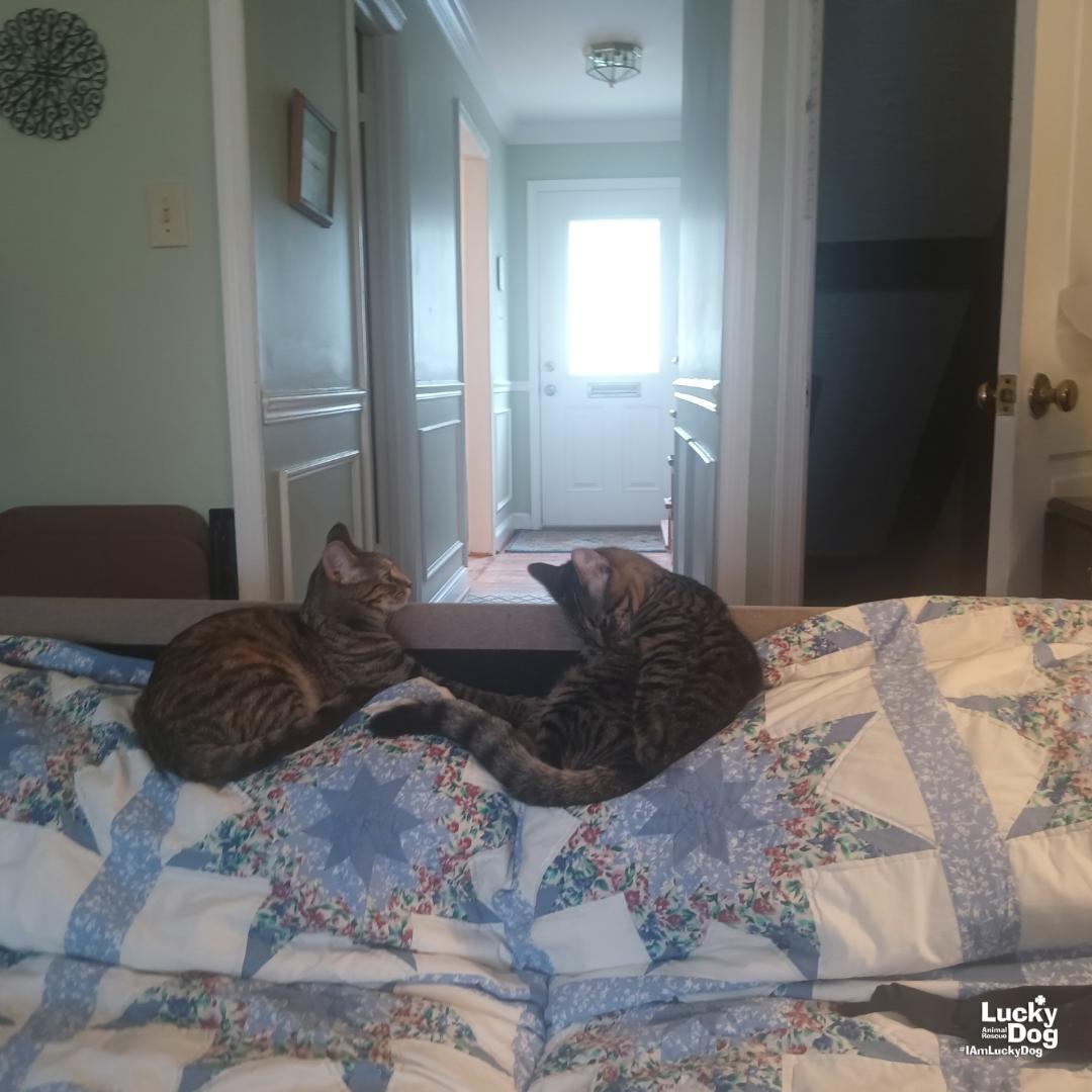 Enlarge Due West, a Adopted Domestic Short Hair in Washington, DC image 2/3