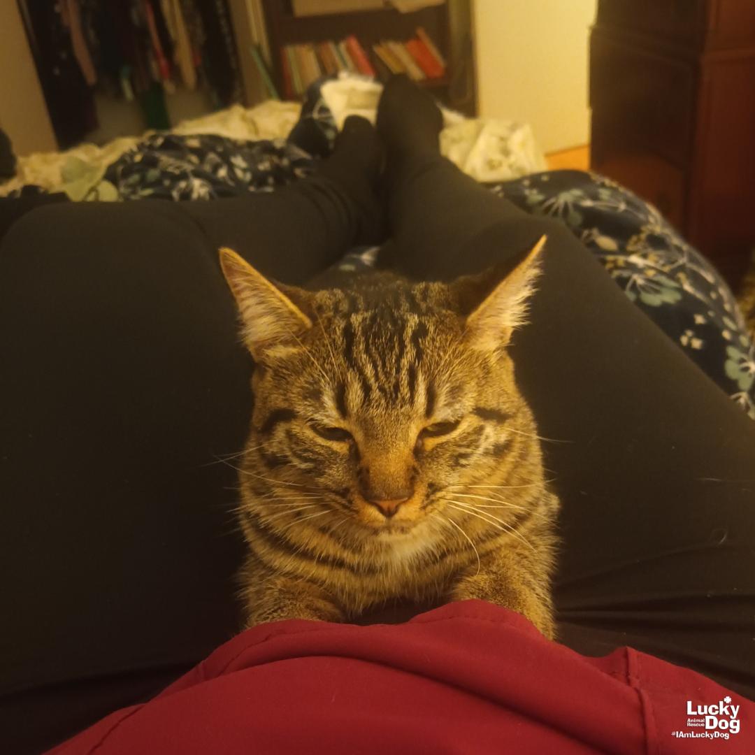 Enlarge Due West, a Adopted Domestic Short Hair in Washington, DC image 3/3