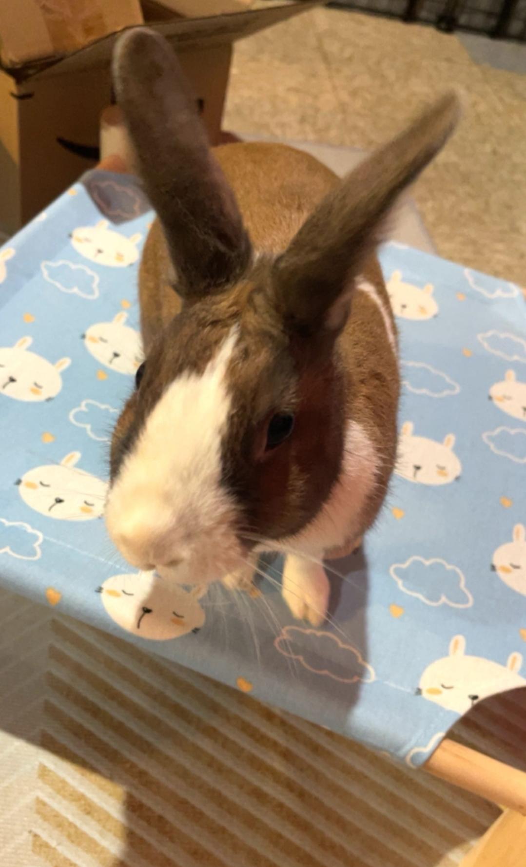 Enlarge Harper, a ADOPTABLE Dutch in West Chester, OH image 1/2