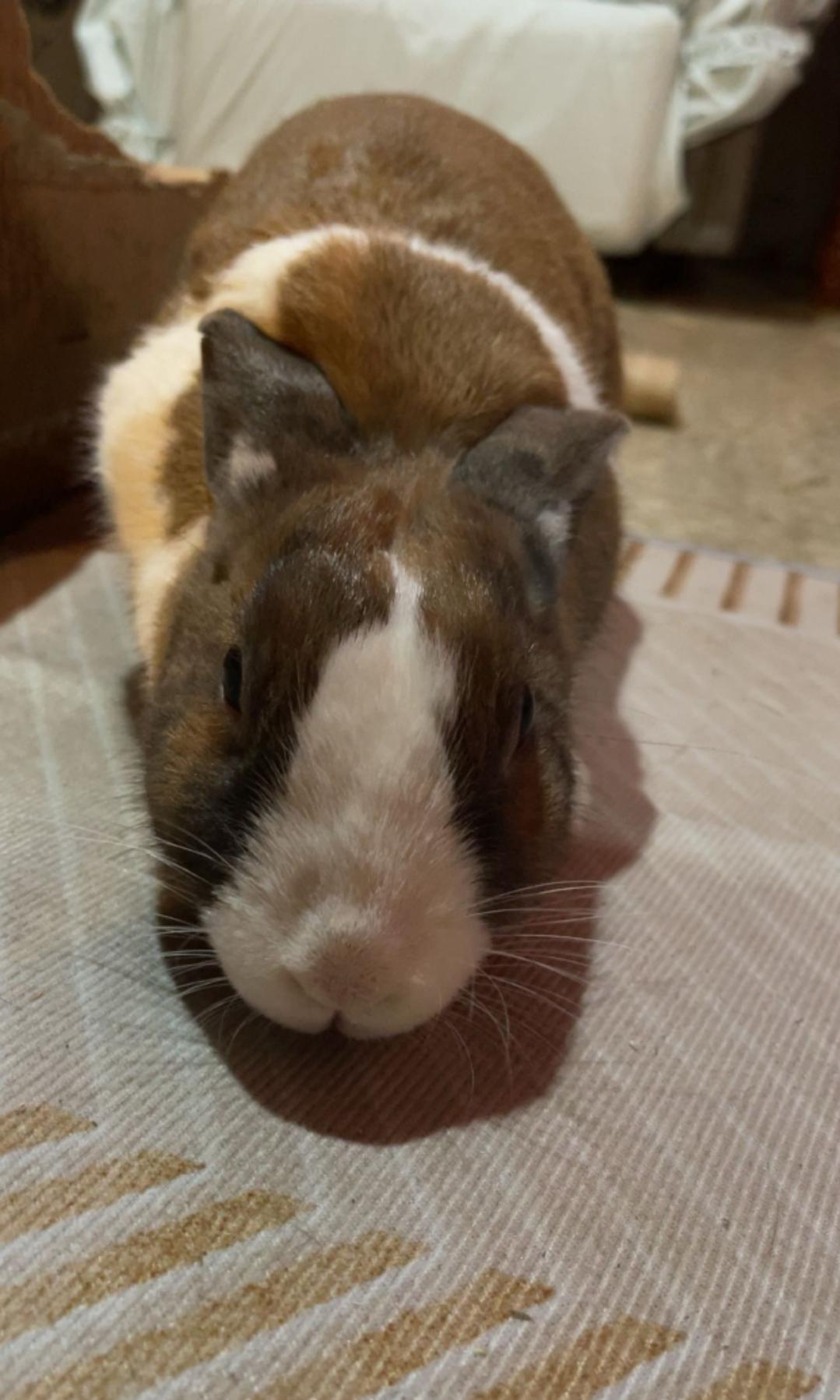 Enlarge Harper, a ADOPTABLE Dutch in West Chester, OH image 2/2