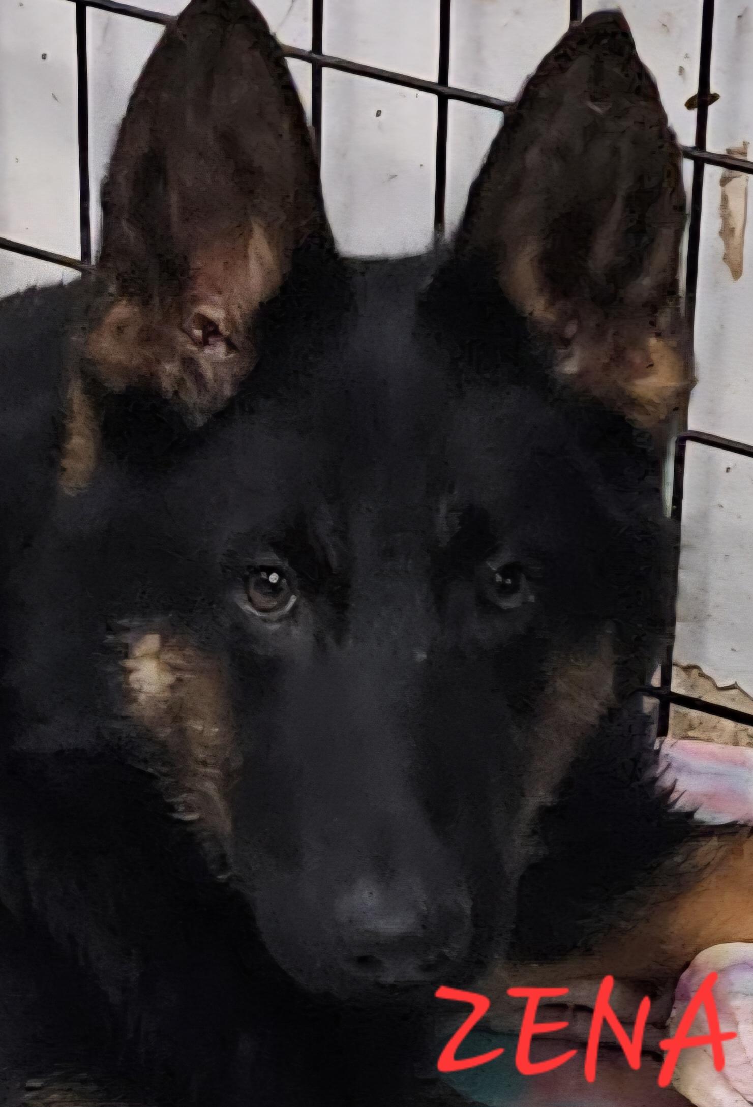 Zena, Adoptable, Young Female German Shepherd Dog.