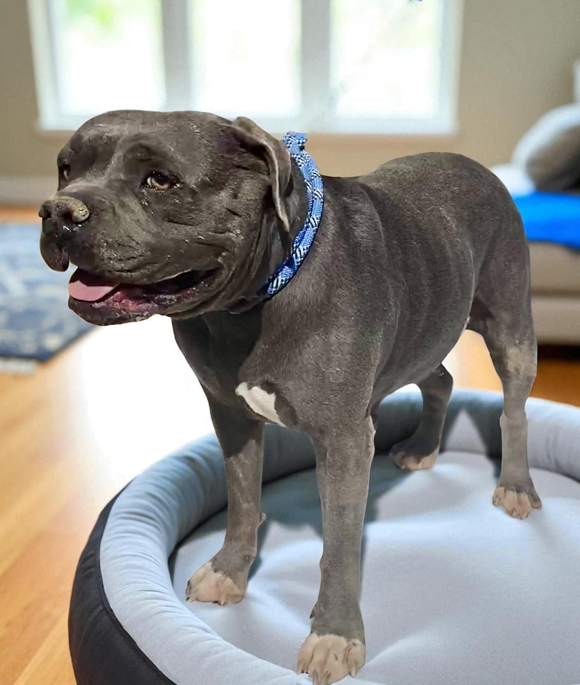 Cameo, a Adoptable American Staffordshire Terrier in Carson City, NV image 2/2