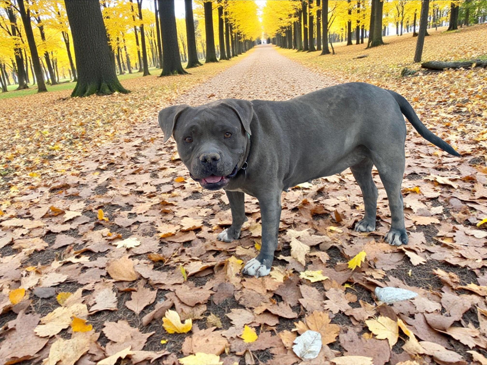 Cameo, an adoptable American Staffordshire Terrier in Carson City, NV, 89702 | Photo Image 1
