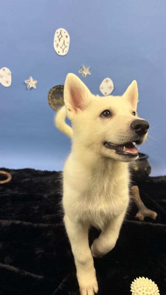 Bryaxis, Adoptable, Puppy Female German Shepherd Dog & Husky.