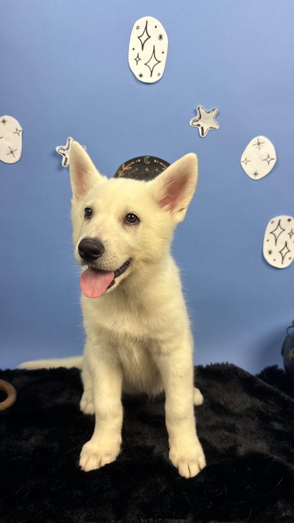 Enlarge Bryaxis, a Adoptable mixed breed in Phoenix, AZ image 2/5