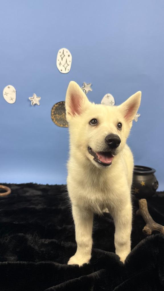 Enlarge Bryaxis, a Adoptable mixed breed in Phoenix, AZ image 3/5
