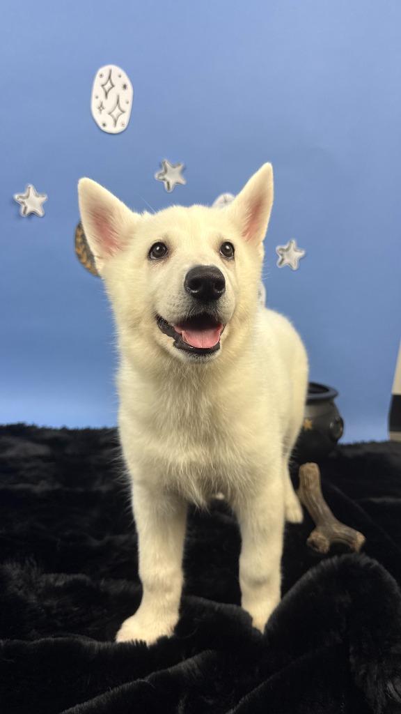 Enlarge Bryaxis, a Adoptable mixed breed in Phoenix, AZ image 4/5