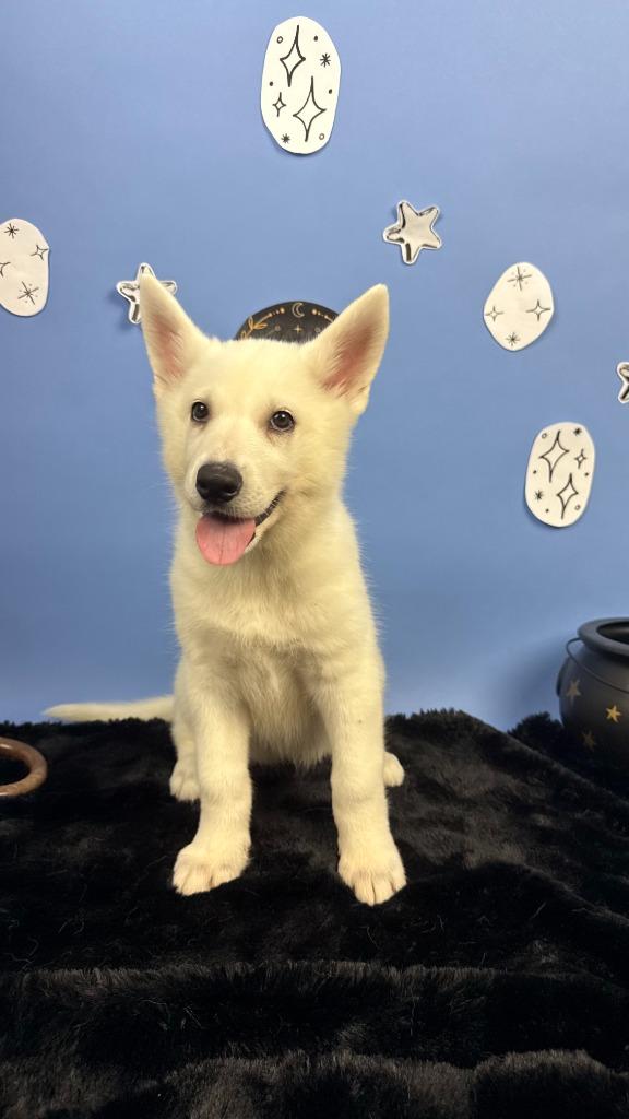 Enlarge Bryaxis, a Adoptable mixed breed in Phoenix, AZ image 5/5