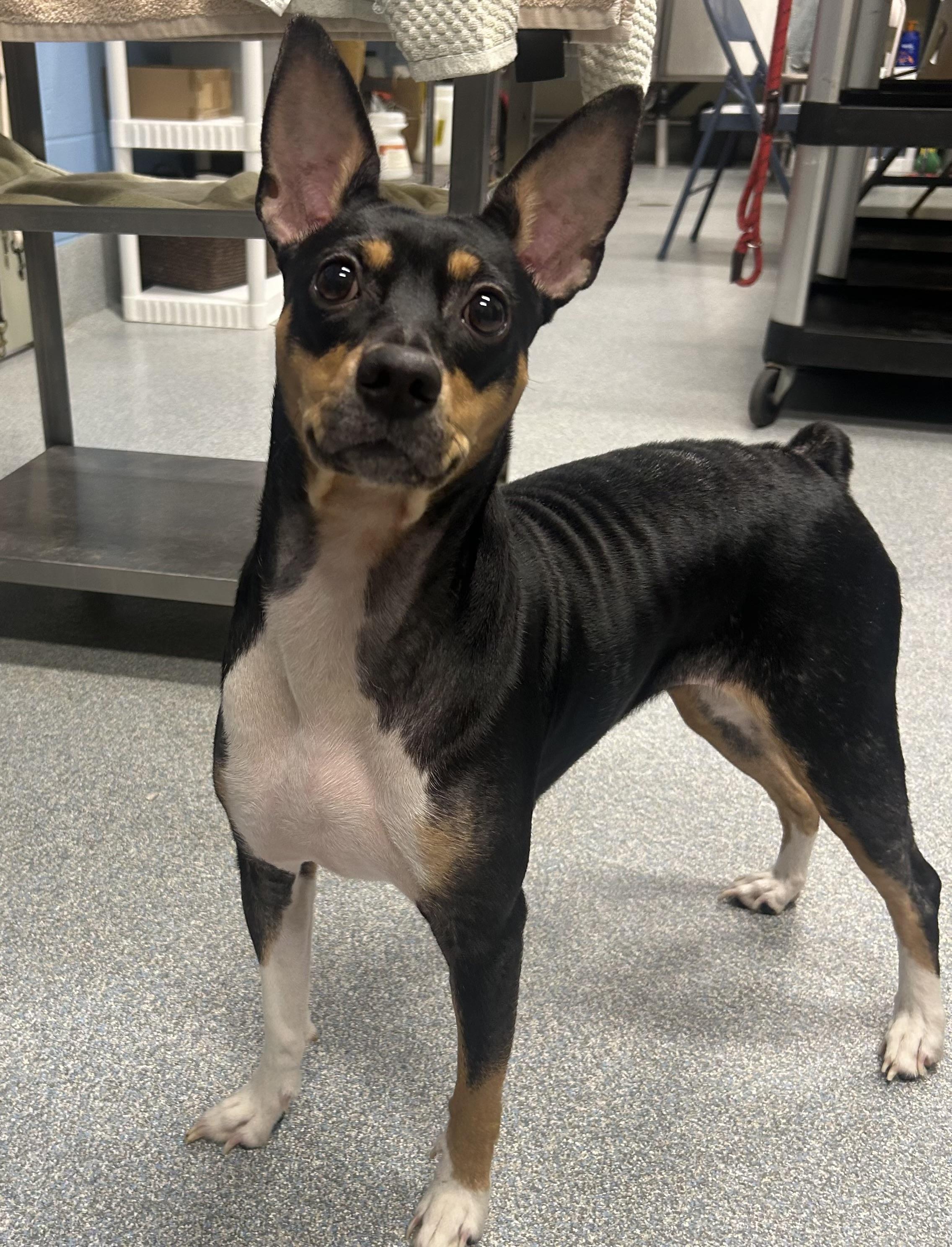 Enlarge Sheba, a ADOPTABLE Rat Terrier in St. Joseph, MI image 1/1