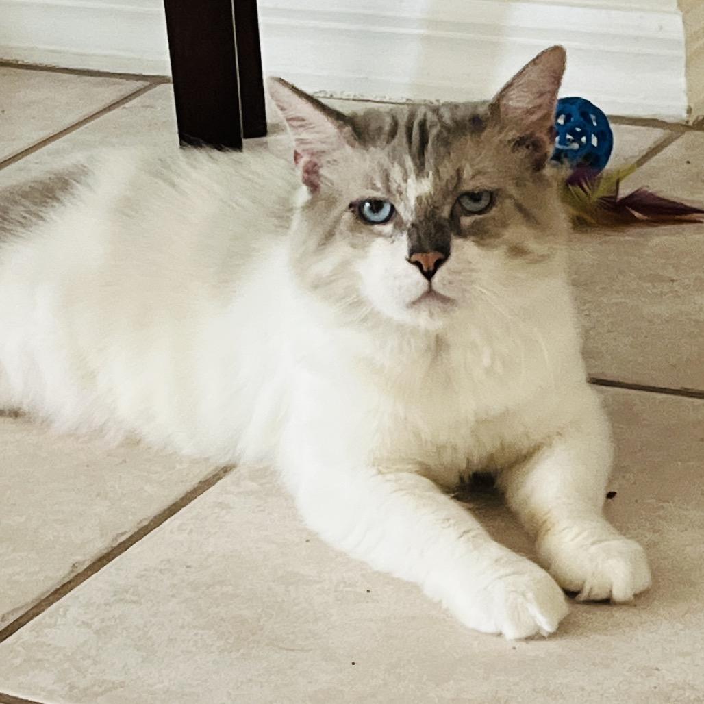 Enlarge Simon, a Adoptable Domestic Medium Hair in Titusville, FL image 1/1